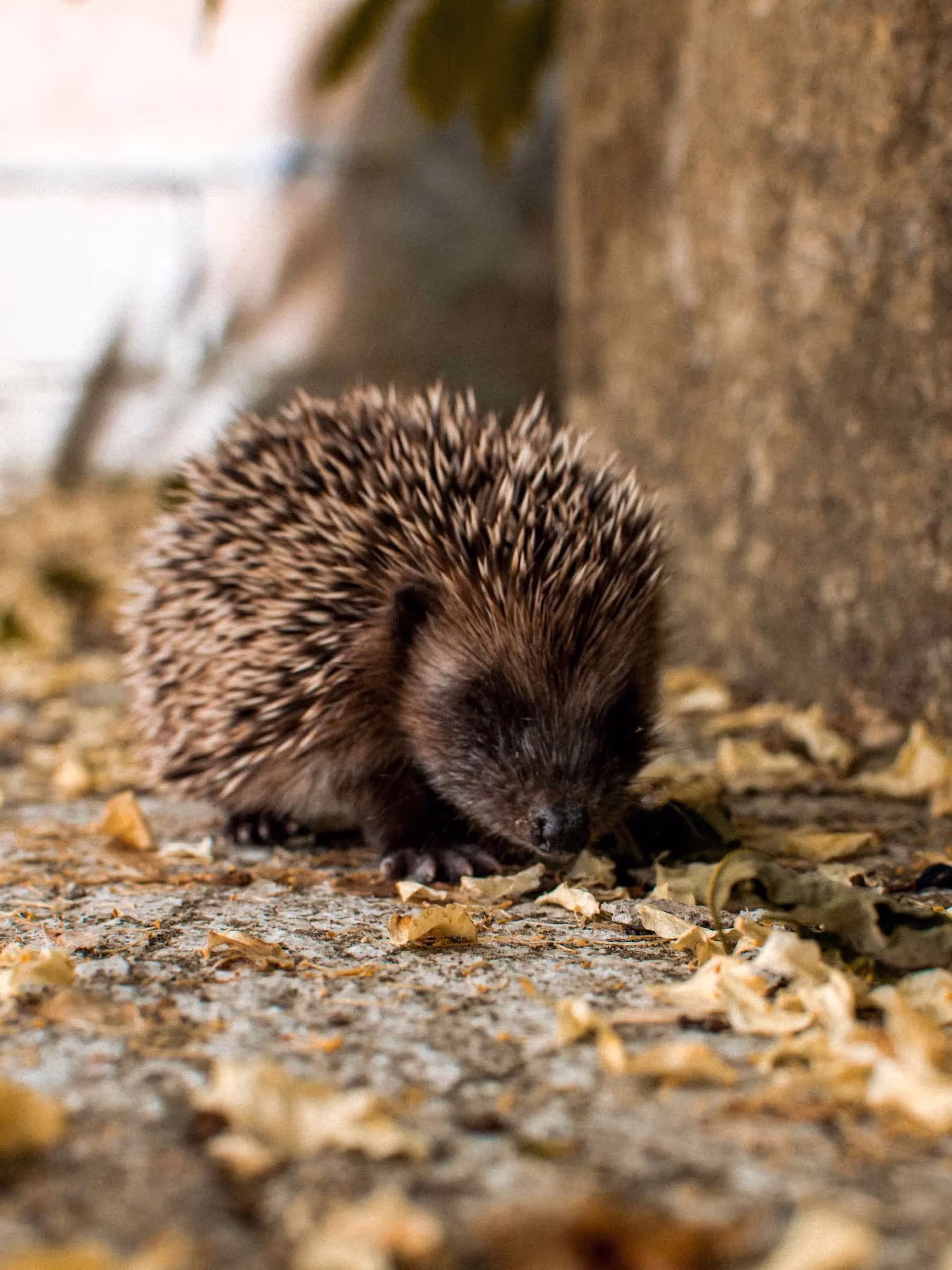 Porcupines