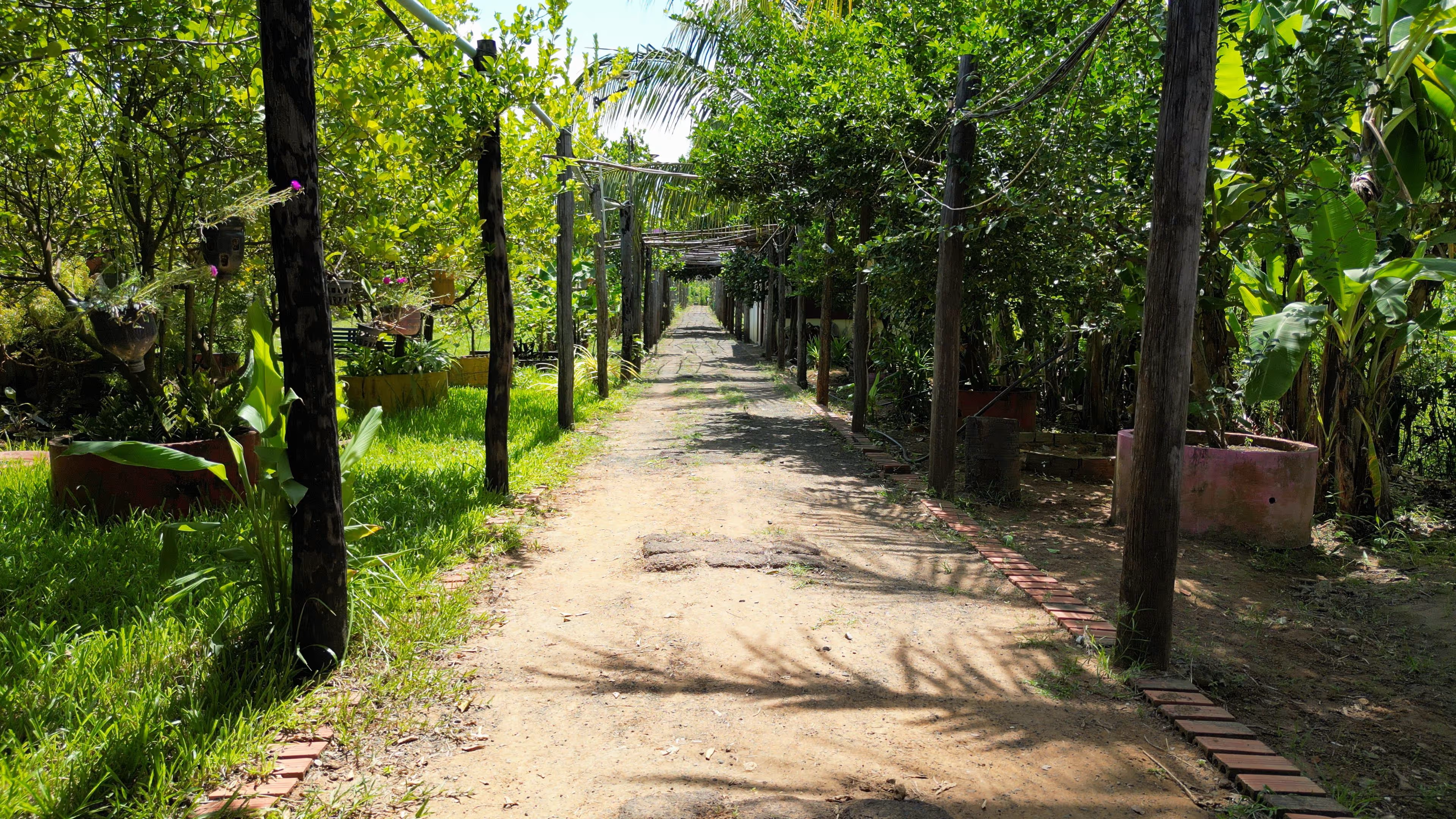 Agriculture - Baray - Cambodia