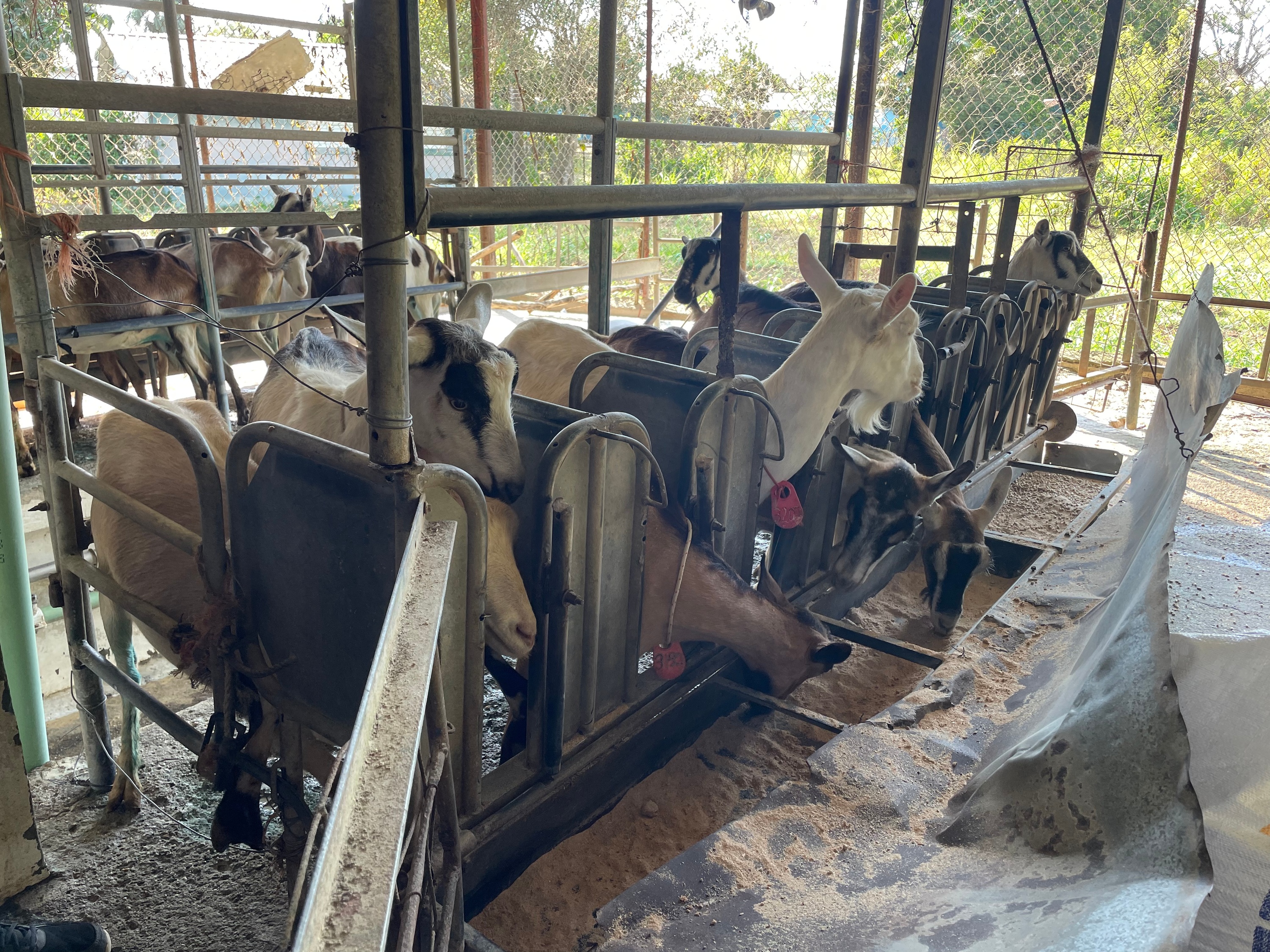 Sunday: church, community, goats, and volleyball