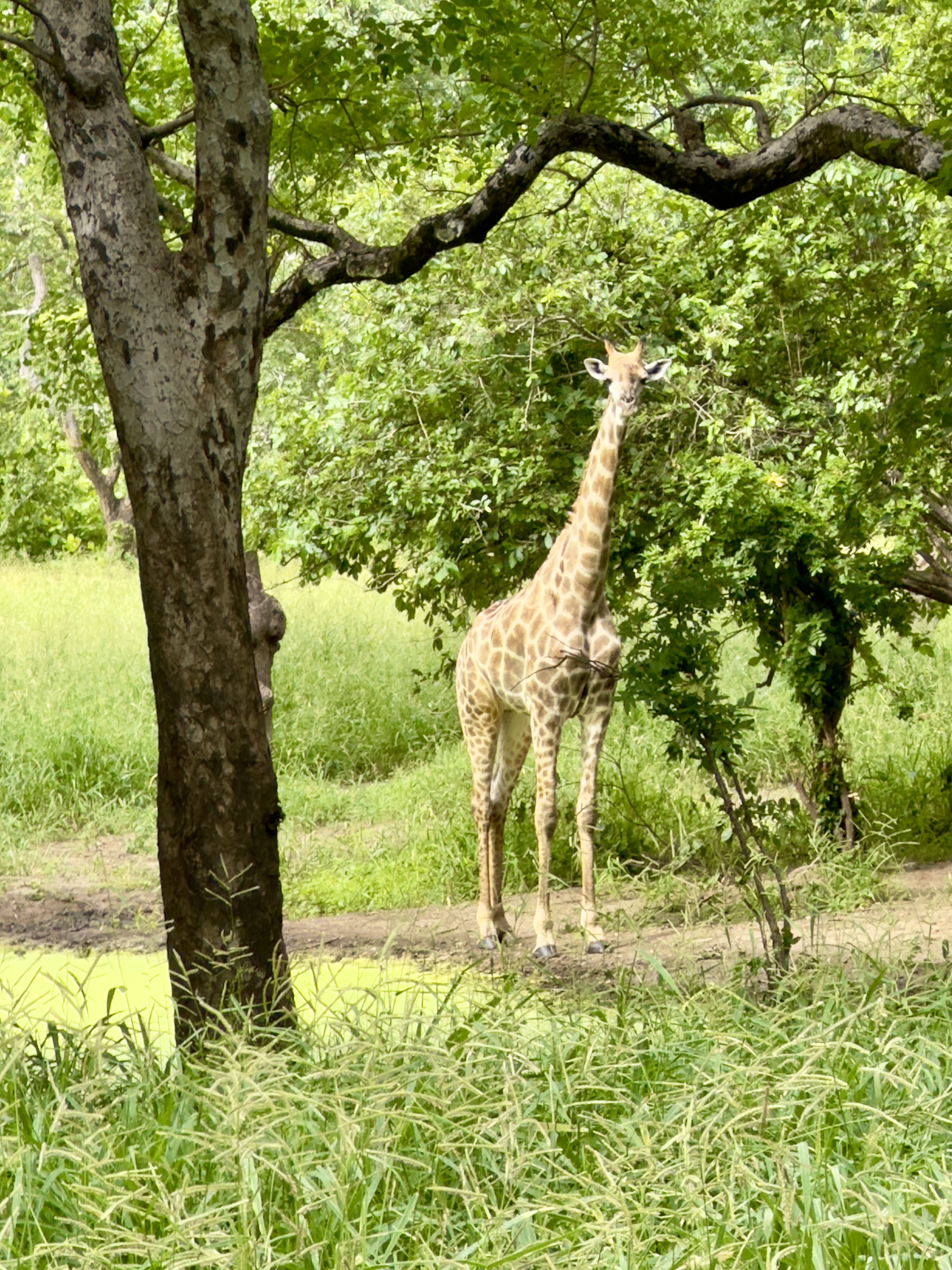 To God be the glory!