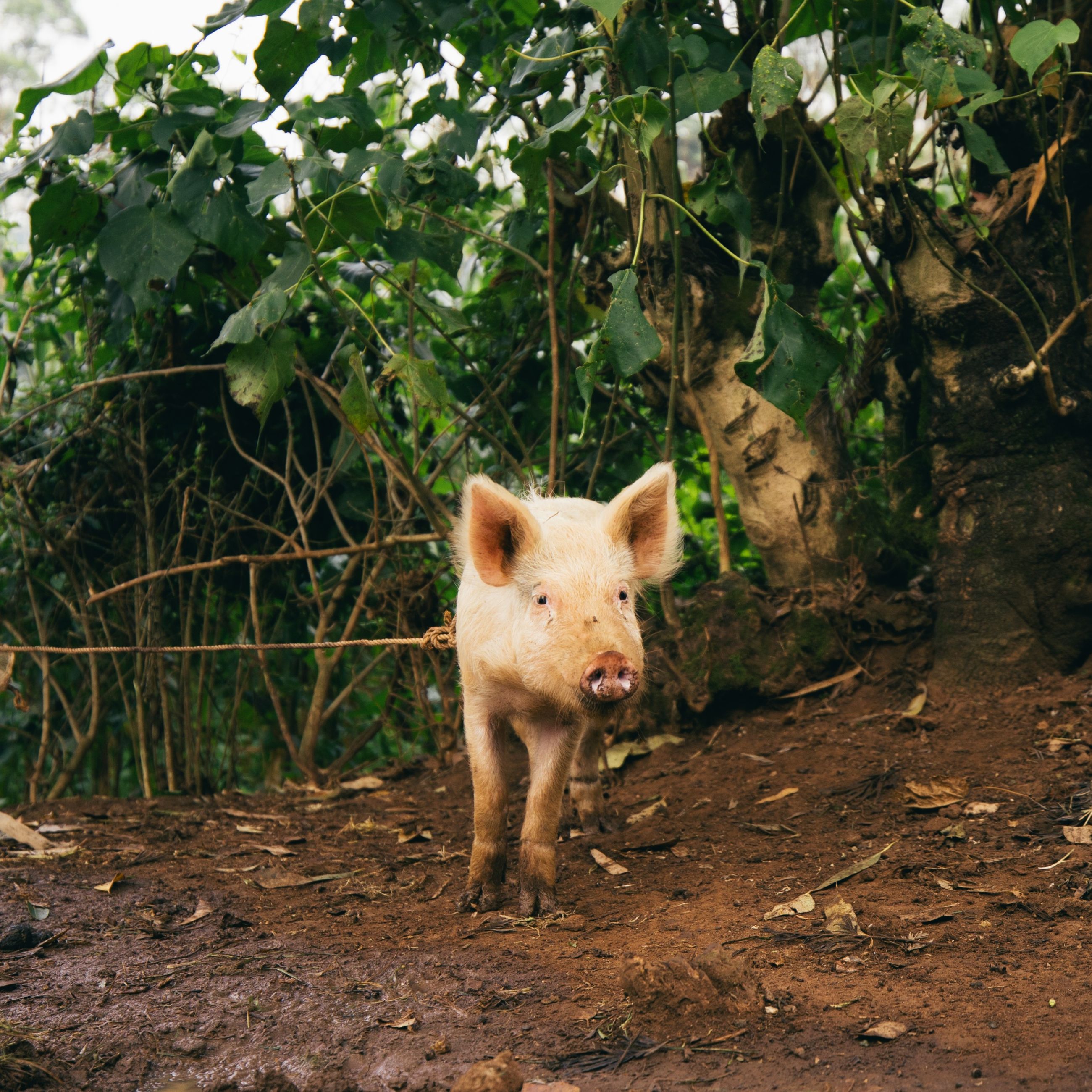 Agriculture and Livestock - Seje - Kenya