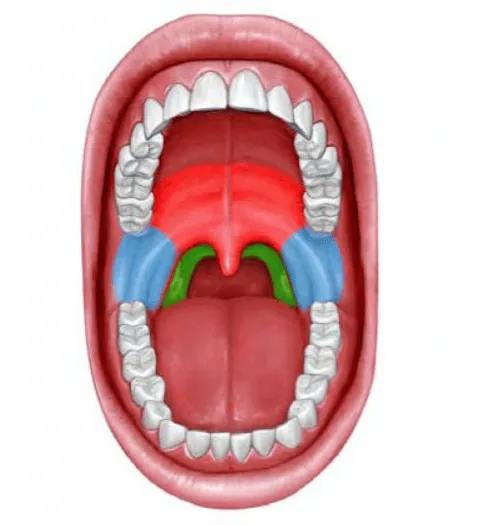 Zapora dihanja - vzroki za smrčanje
