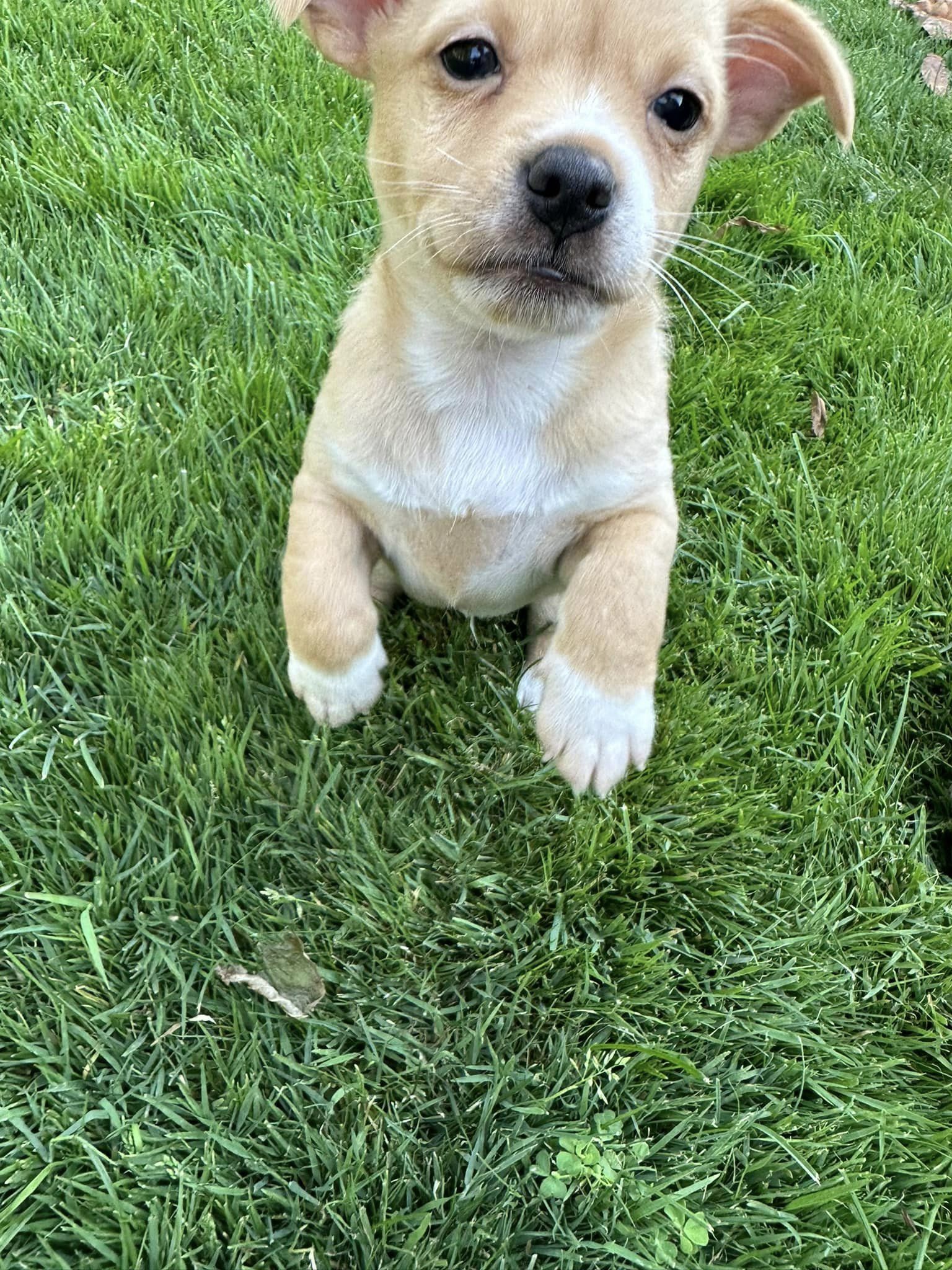 Wiggly Tails Dog Rescue Adoptable Dogs