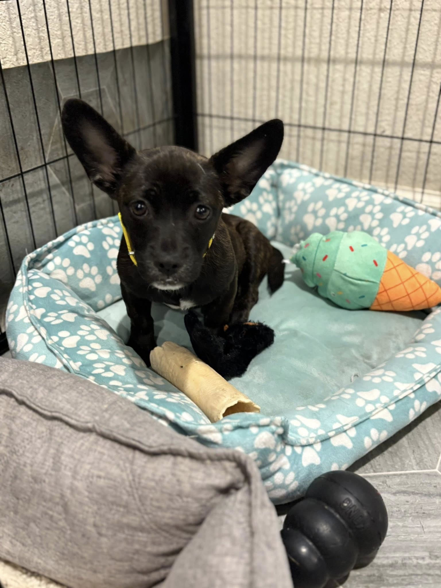 Yoda