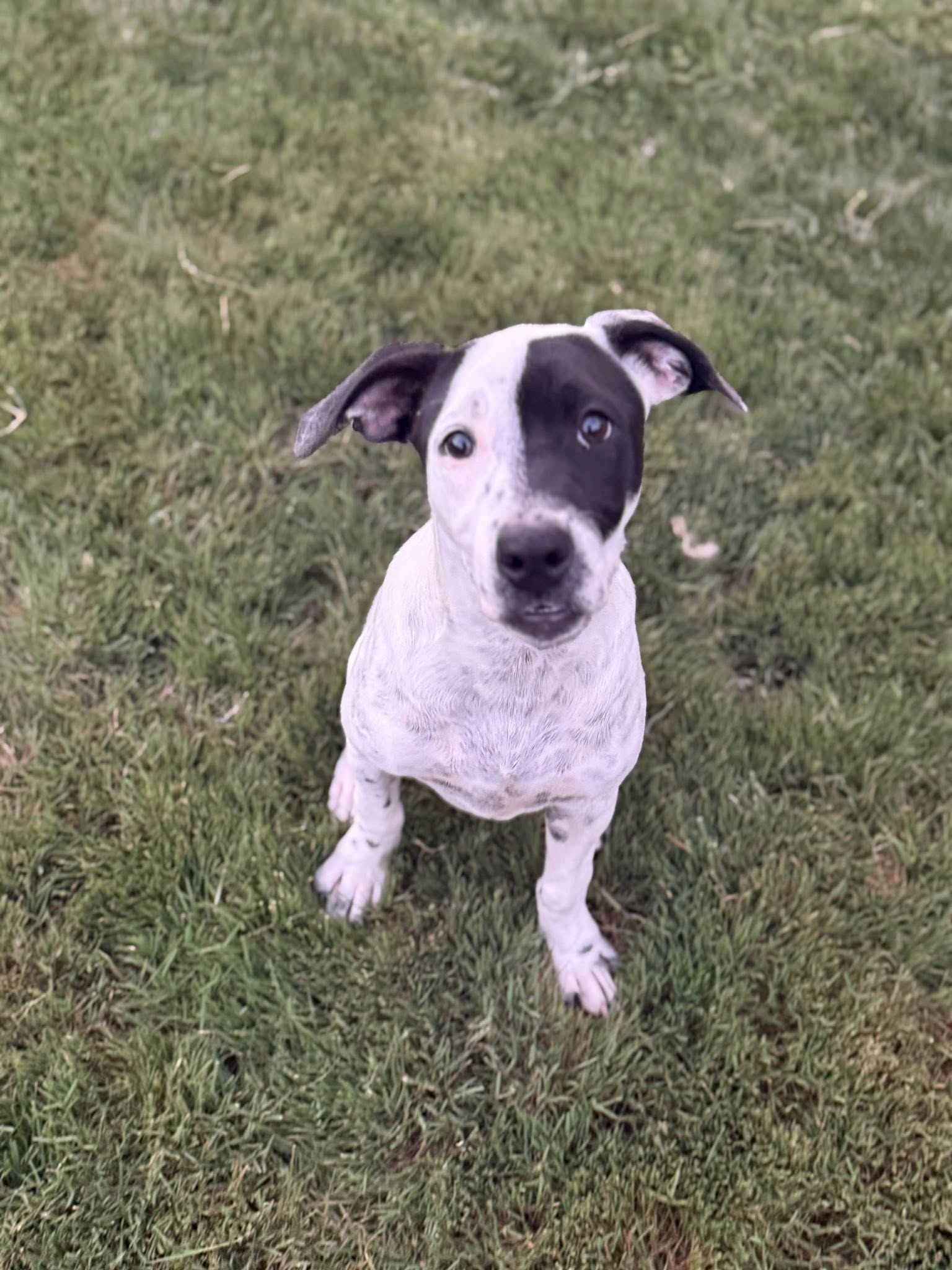 Nellie