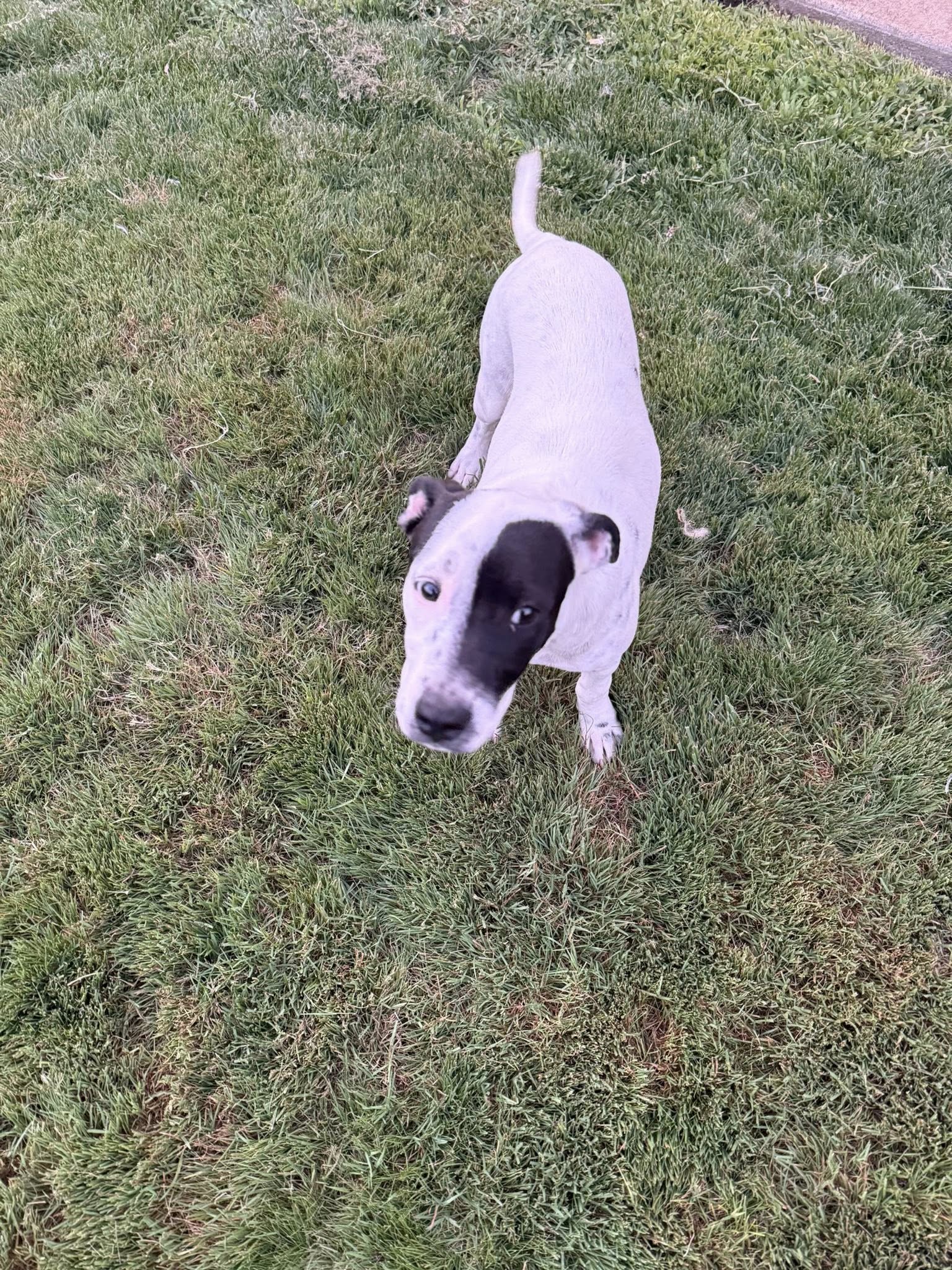  Nellie