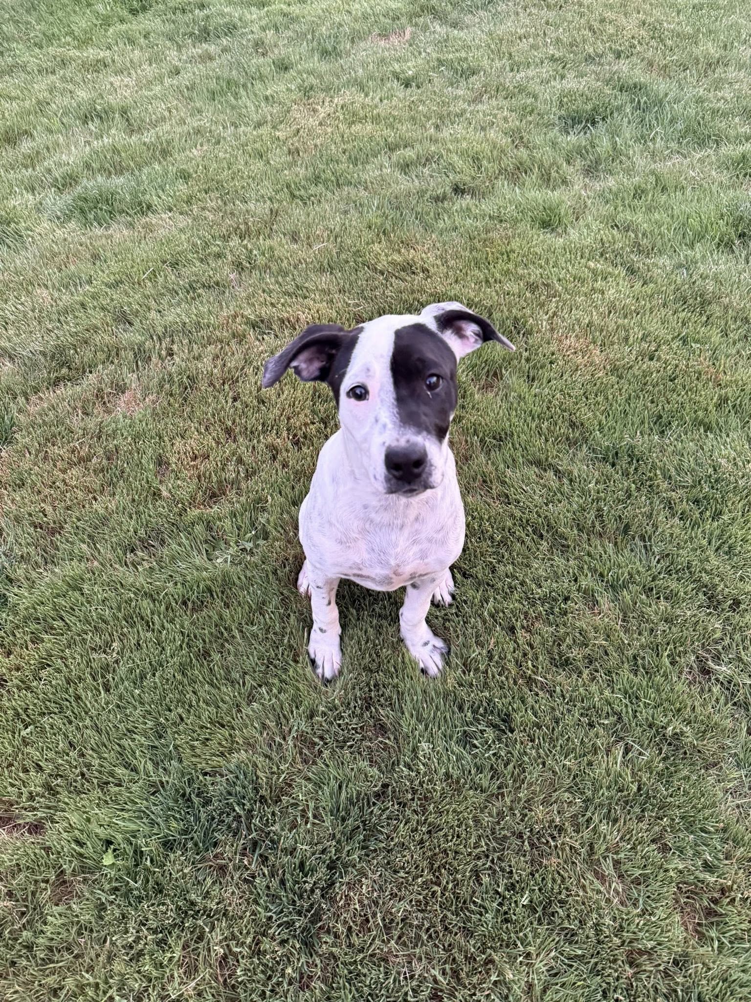 Nellie