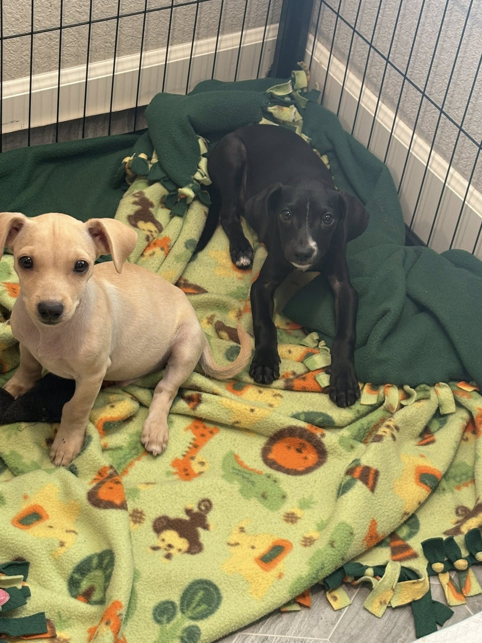 Cutie (black, spayed female) and Quincy (cream, neutered male)