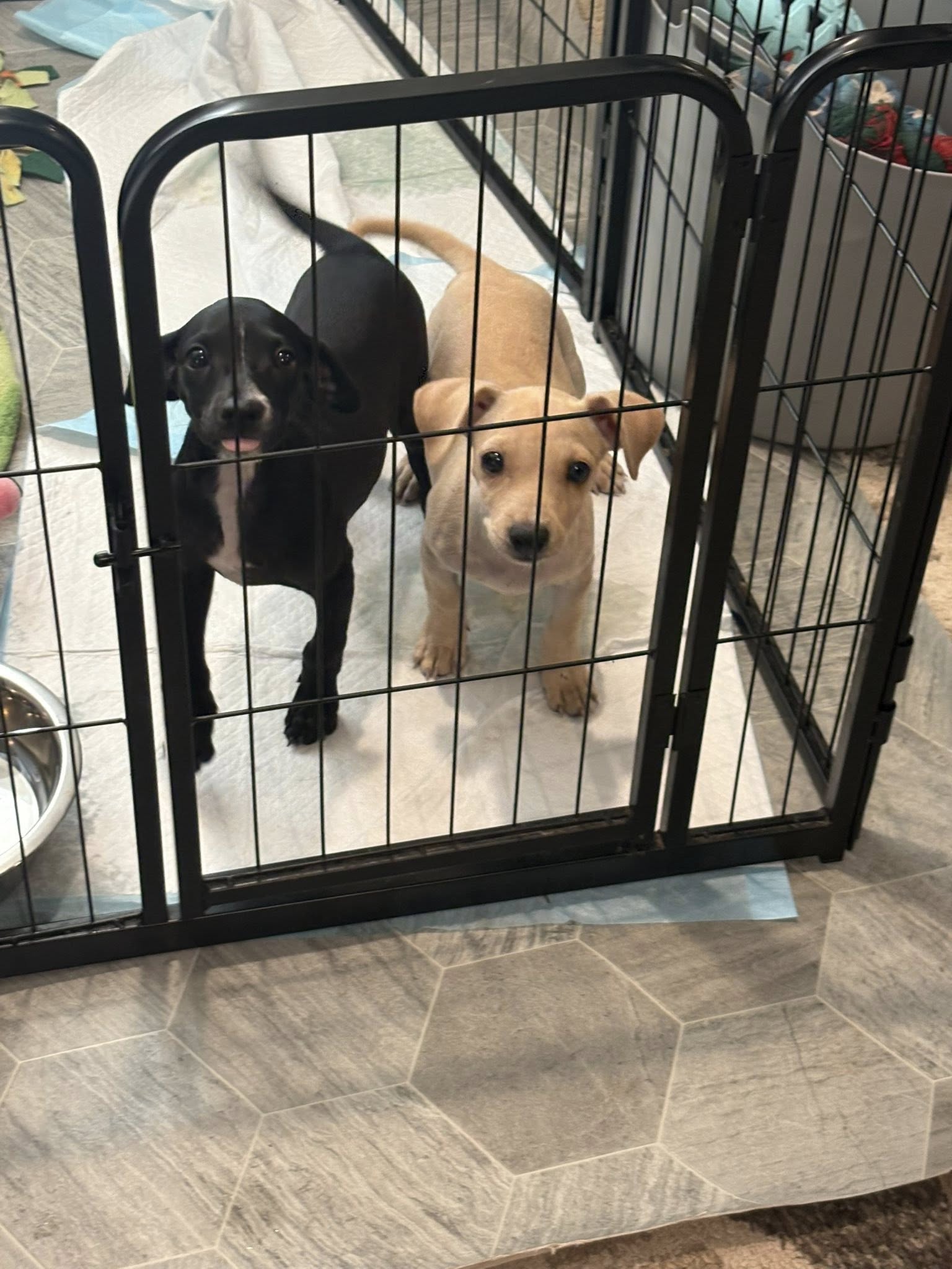 Cutie (black, spayed female) and Quincy (cream, neutered male)