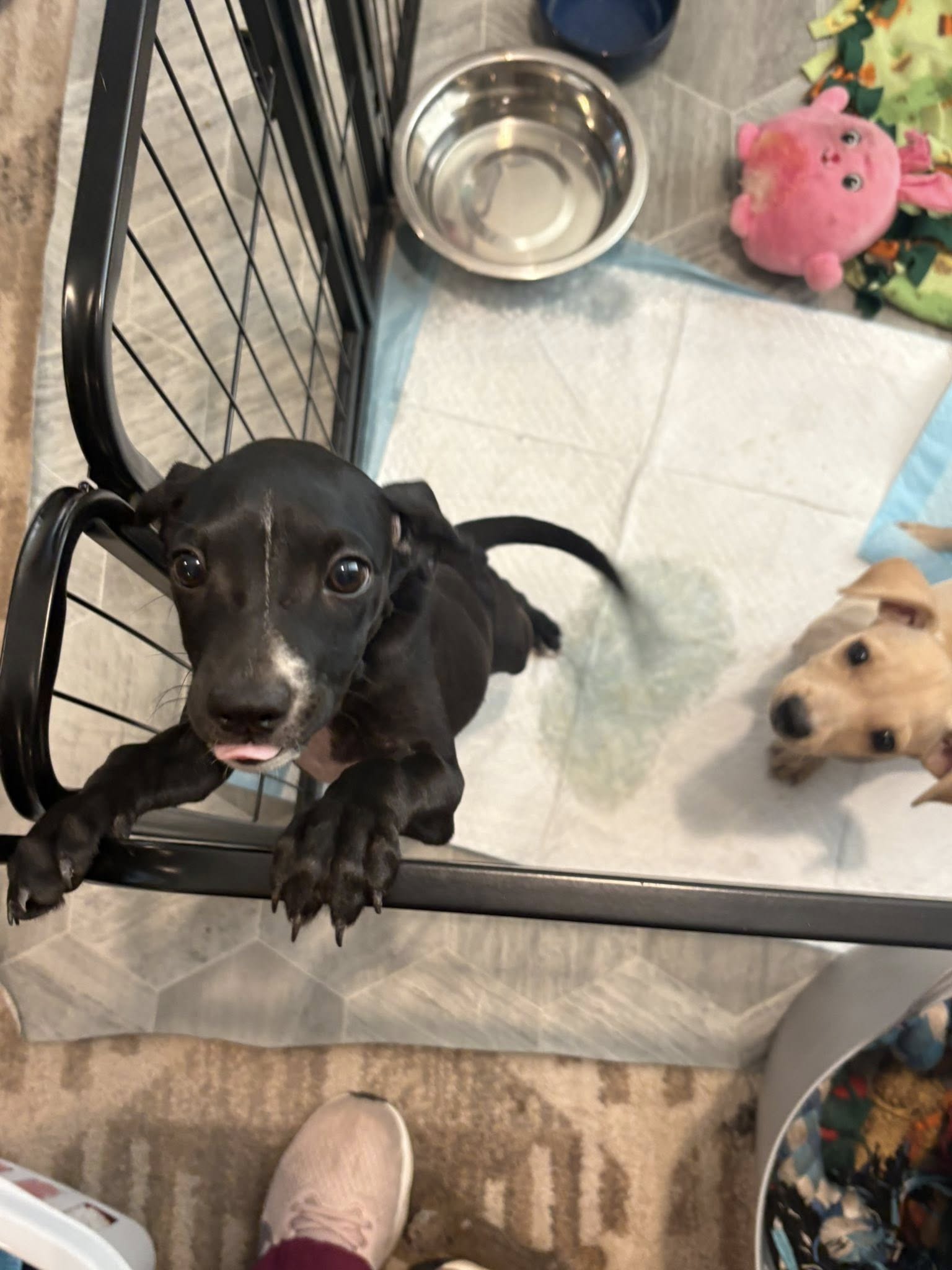 Cutie (black, spayed female) and Quincy (cream, neutered male)