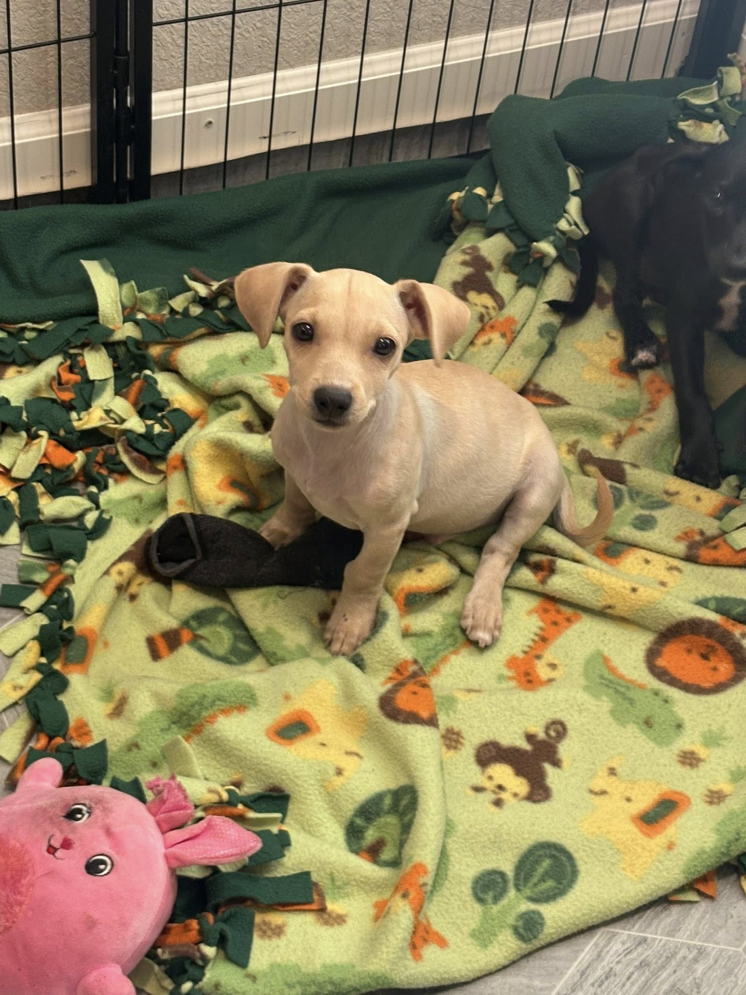 Cutie (black, spayed female) and Quincy (cream, neutered male)