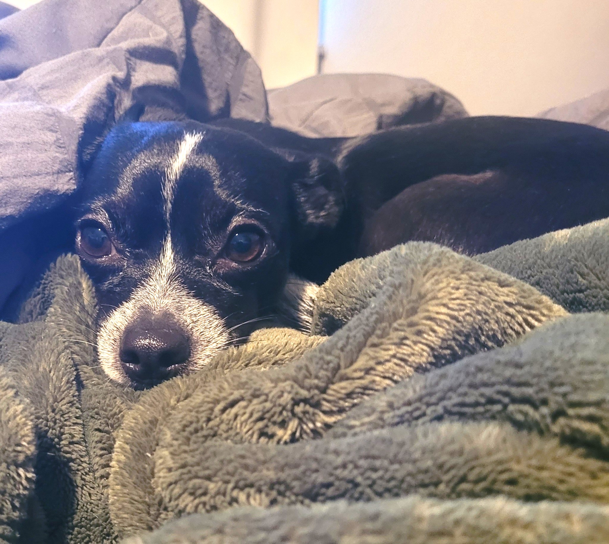 Little Socks