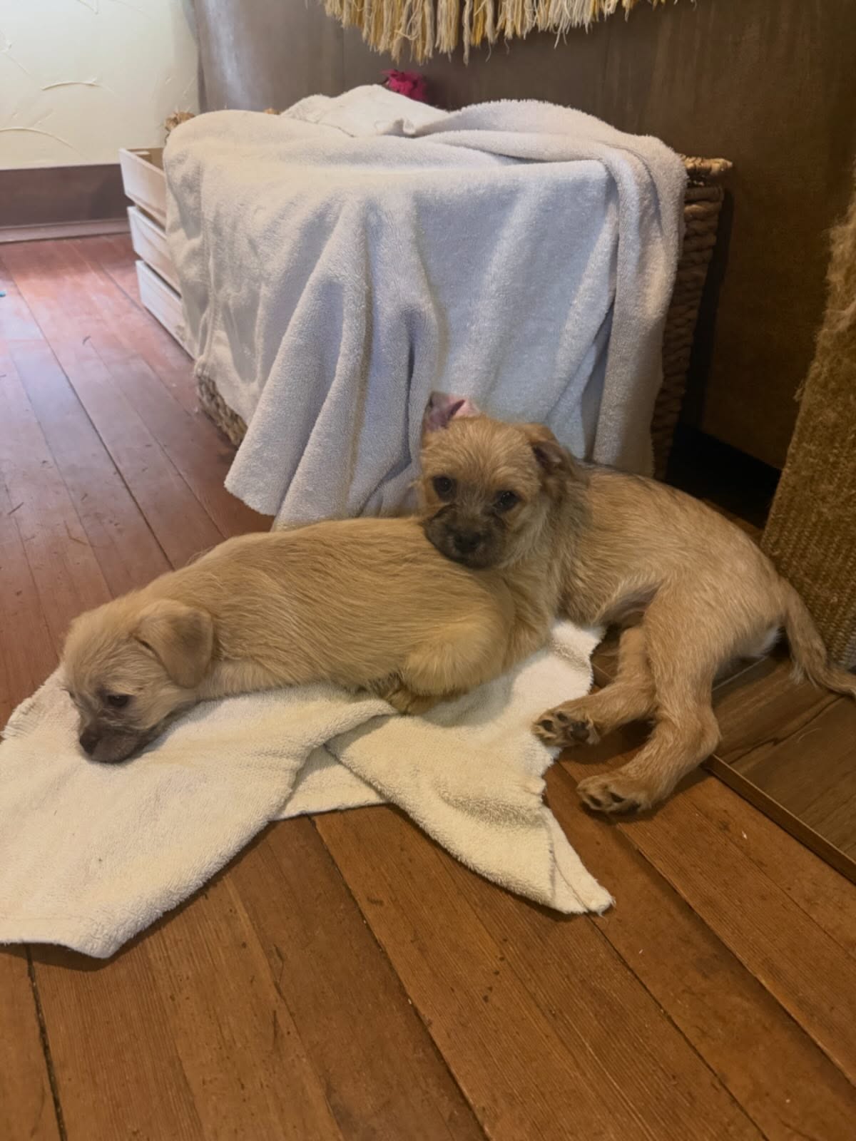 Lord of the Rings Litter