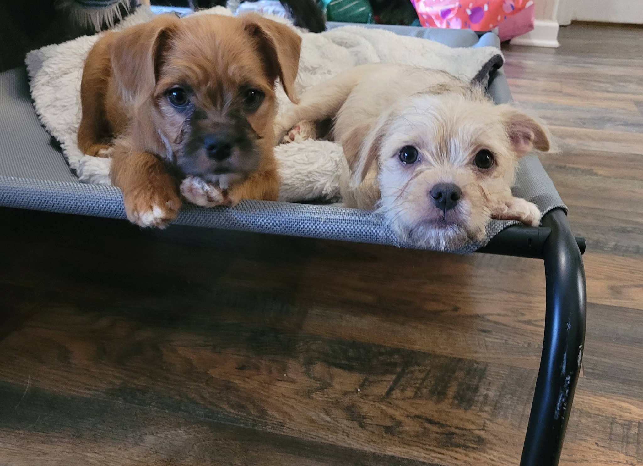 Lord of the Rings Litter