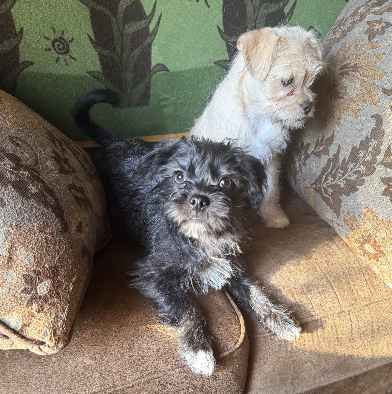 Lord of the Rings Litter