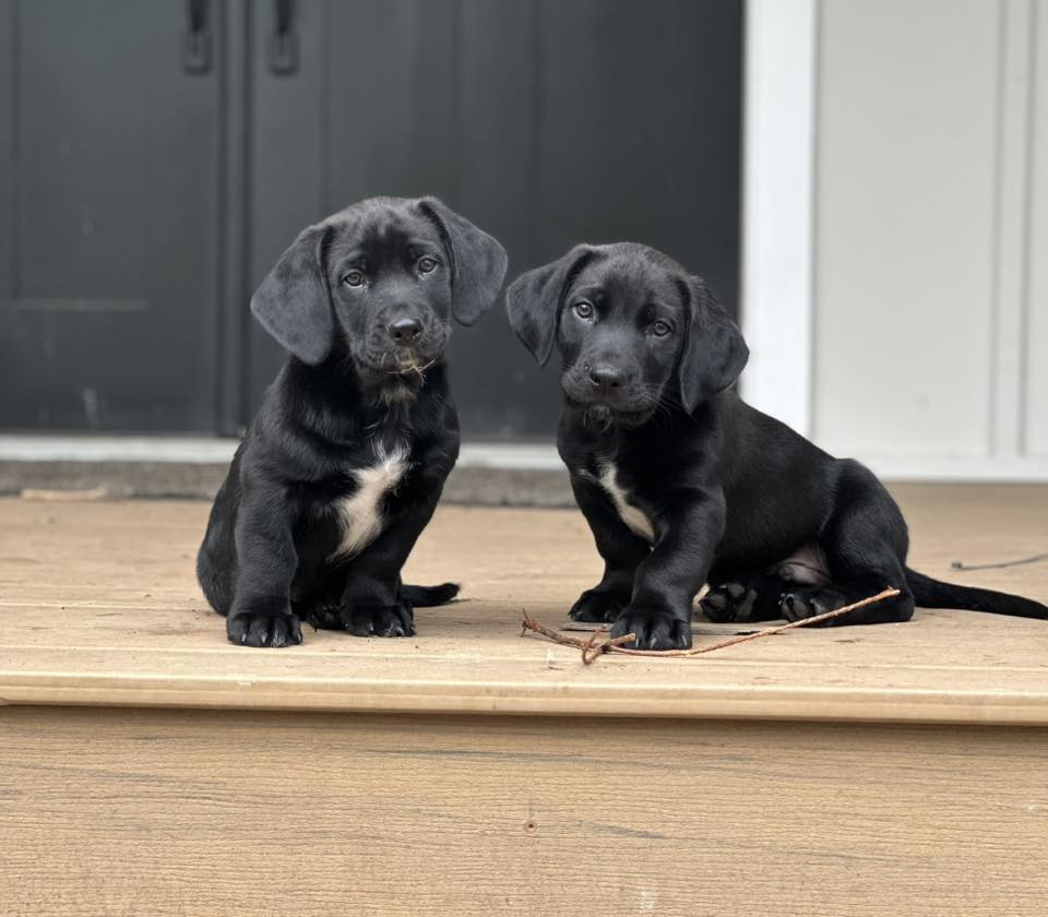 Alpha Guardian Puppies