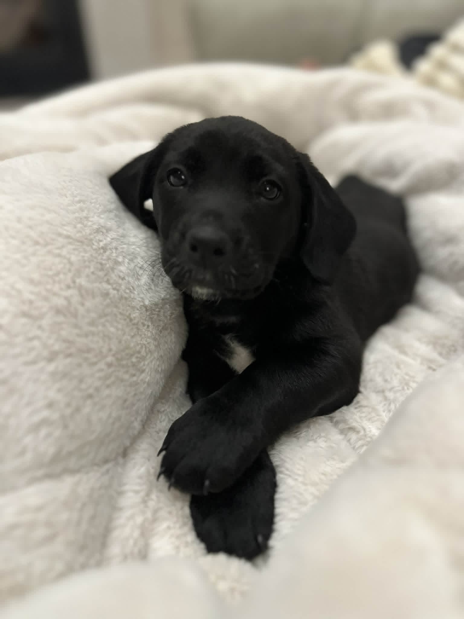 Alpha Guardian Puppies