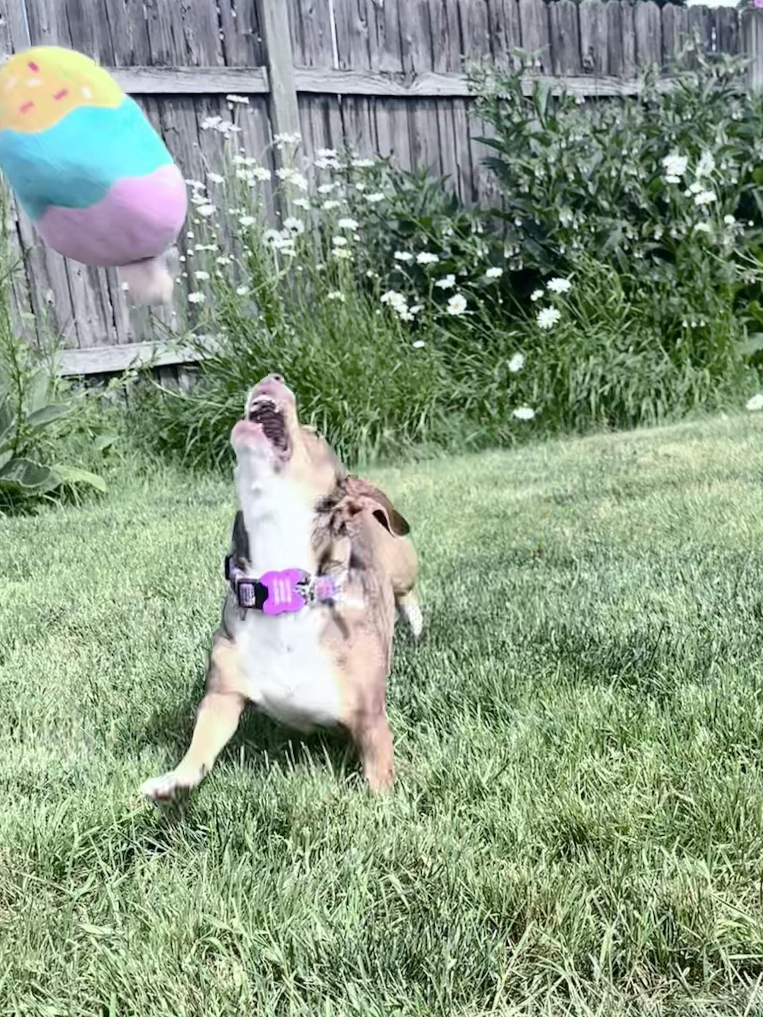Mochi