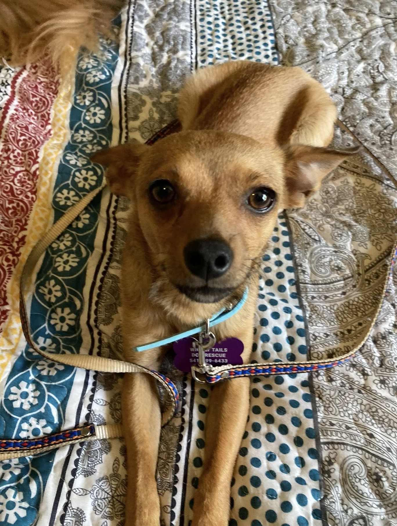 Elliot