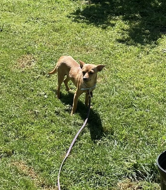 Elliot