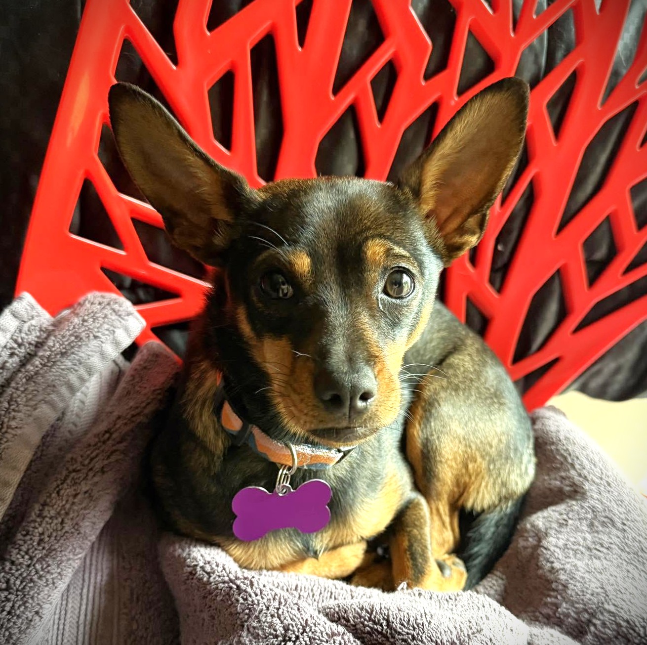 Roxy