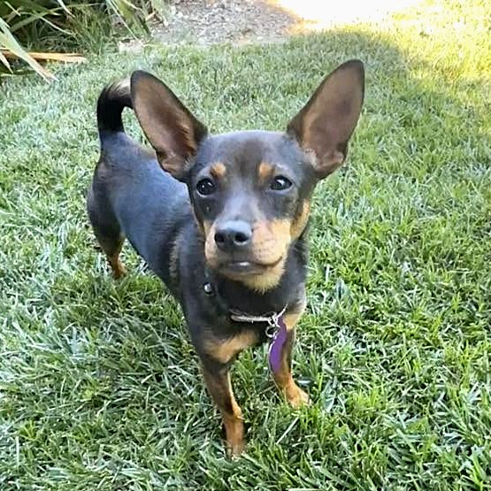 Roxy