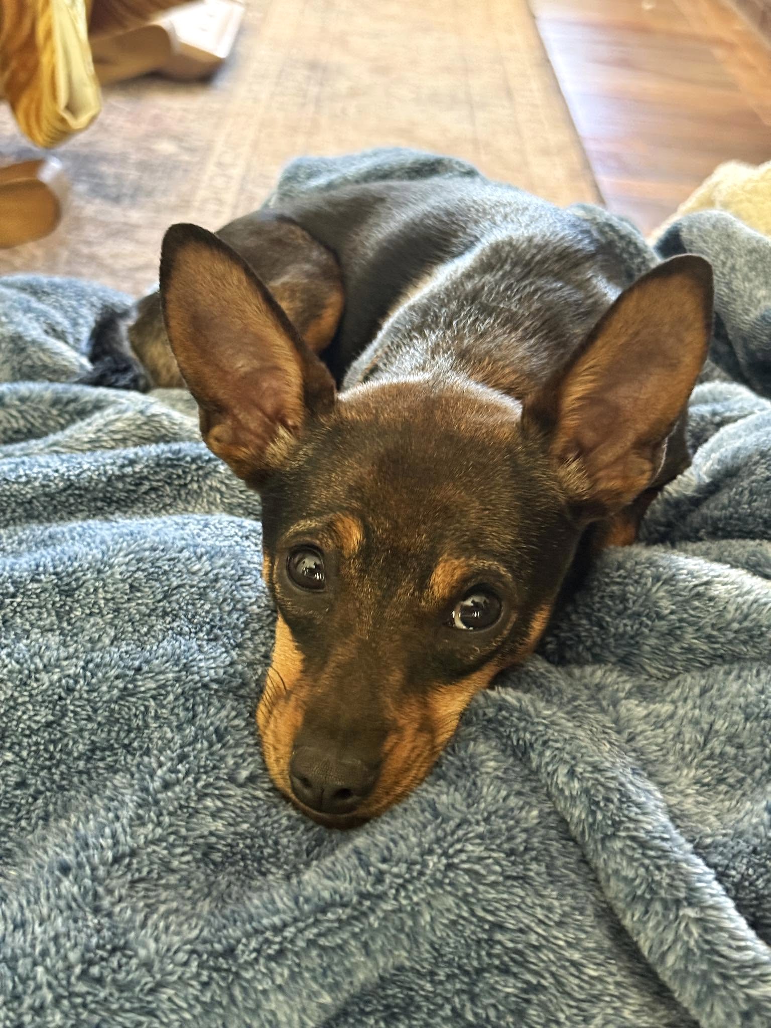 Roxy