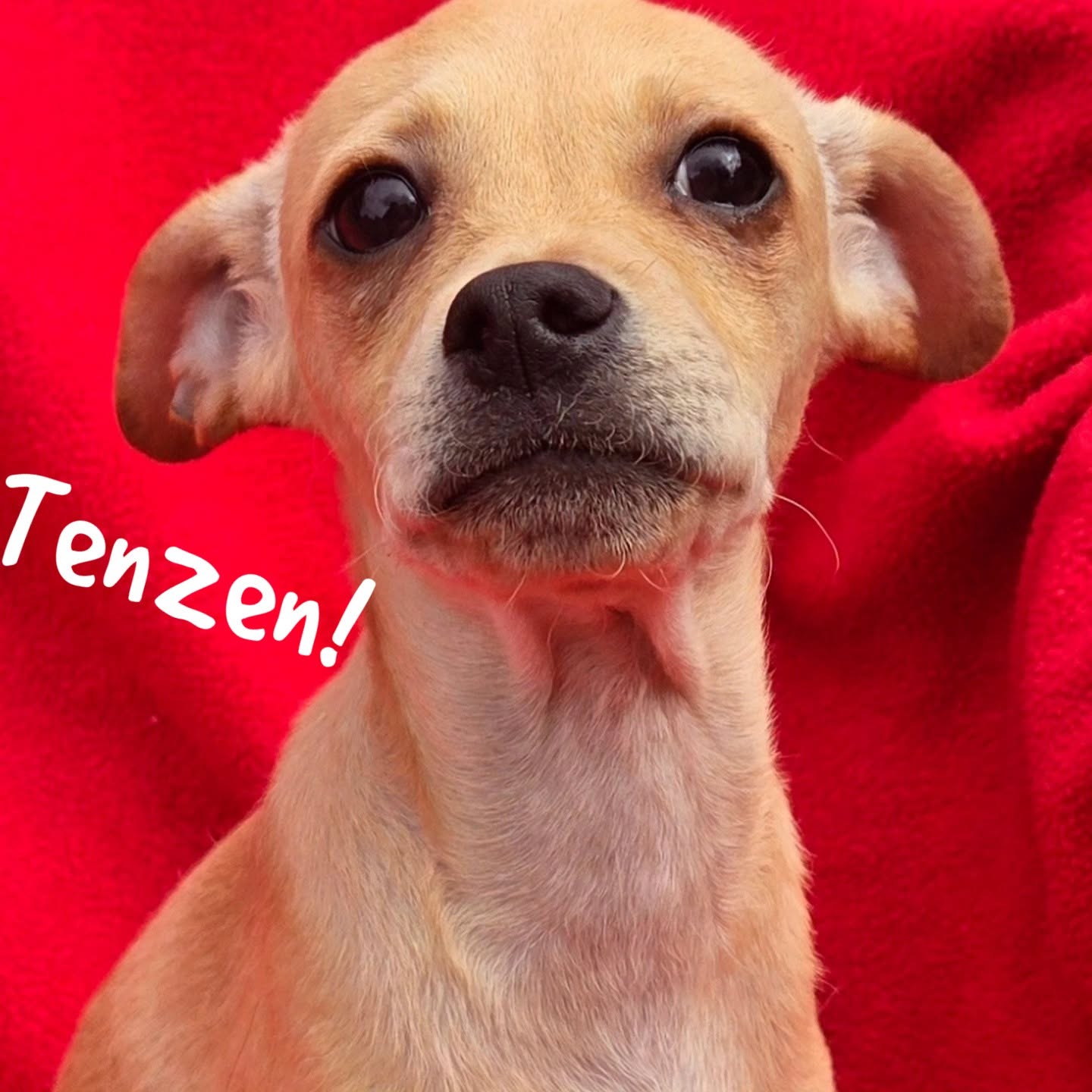 Jabbos and Tenzen