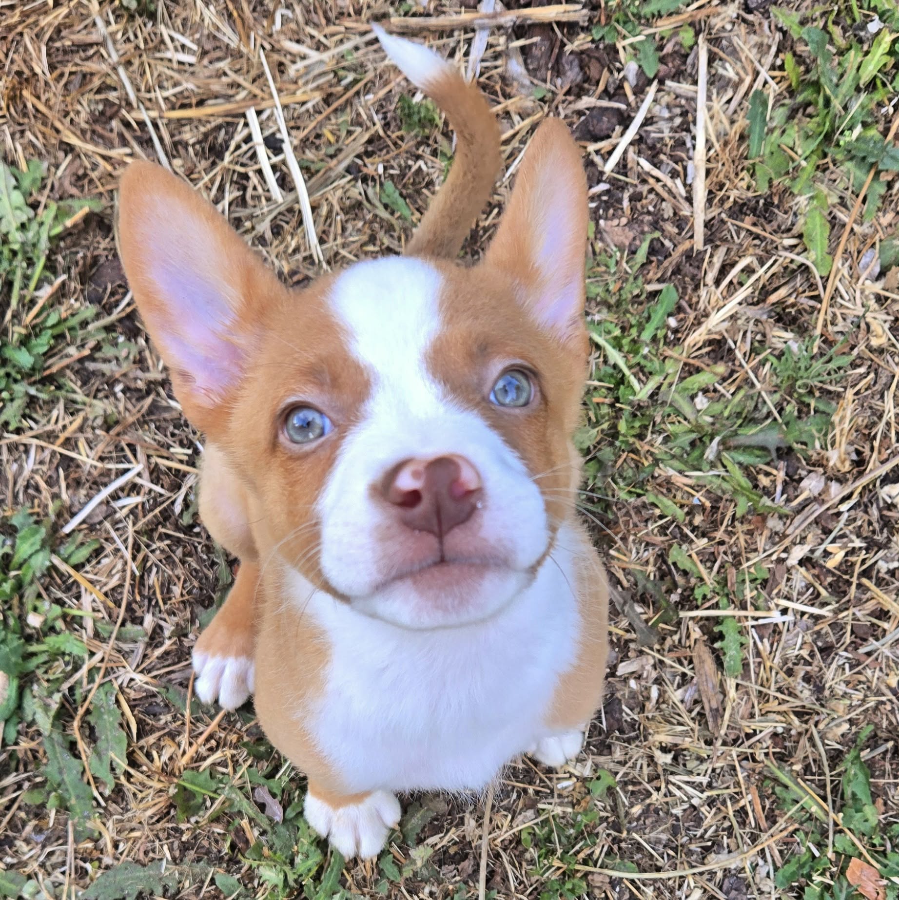 Scout