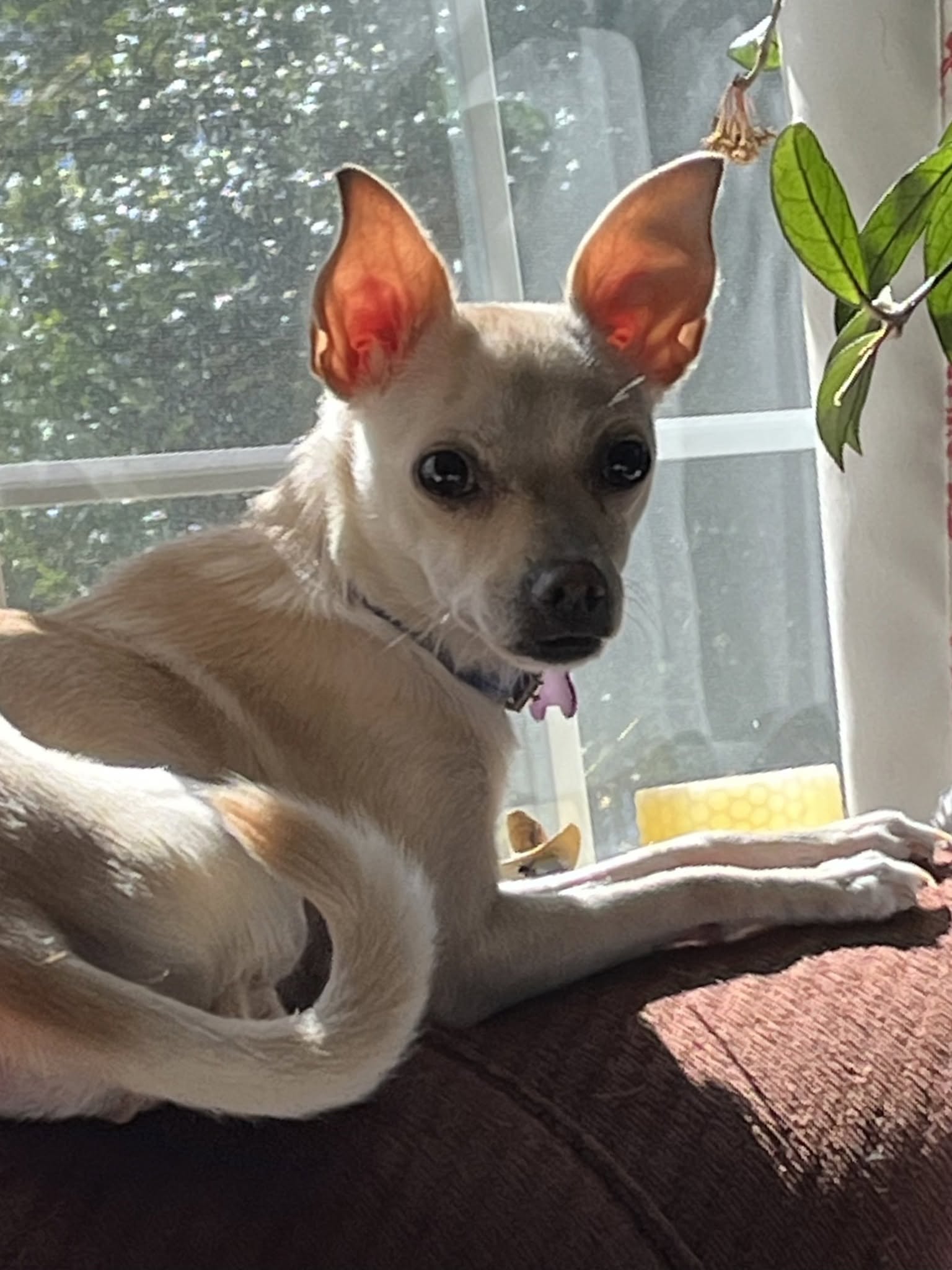 Hera