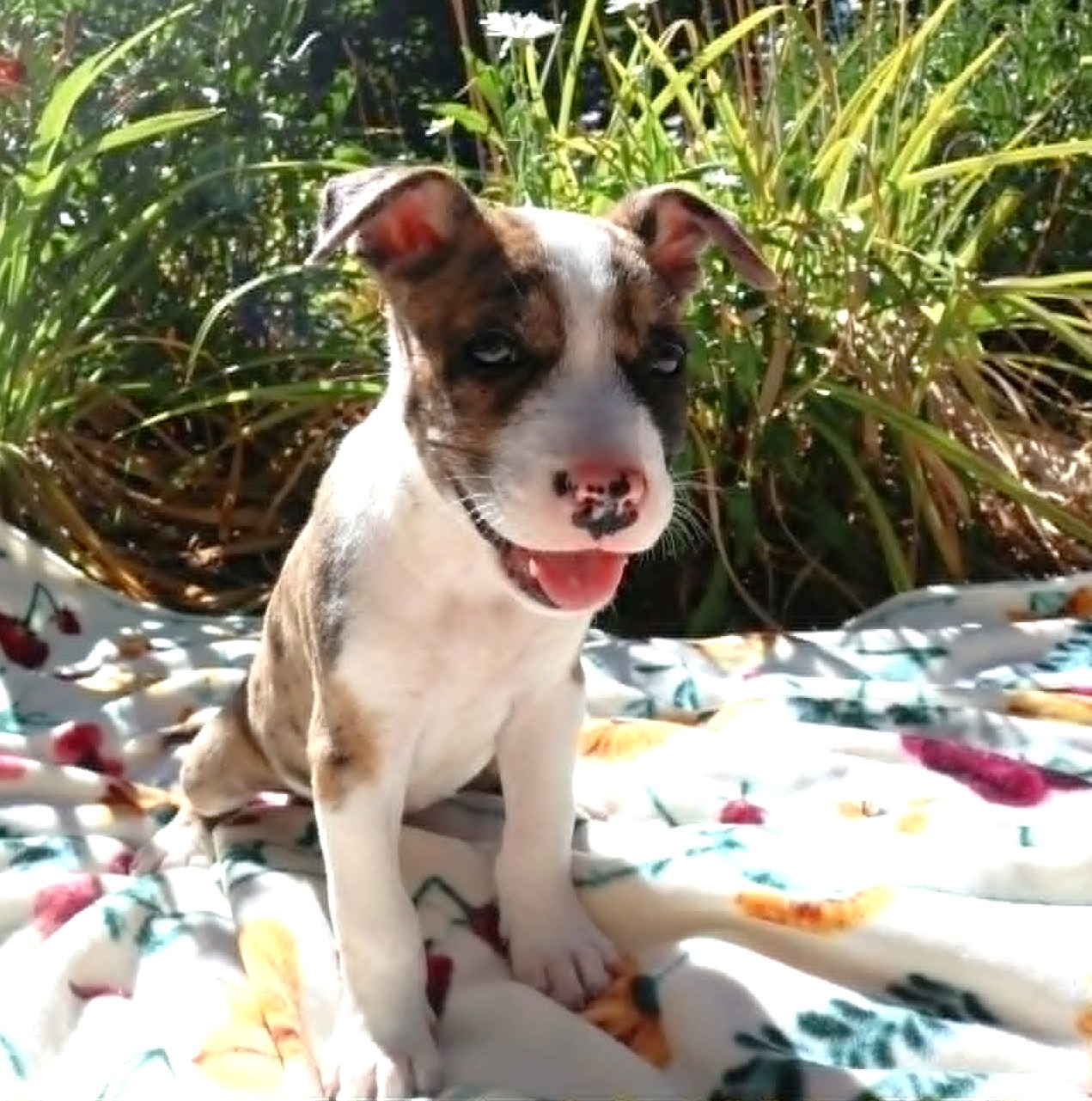 Terrier Puppies