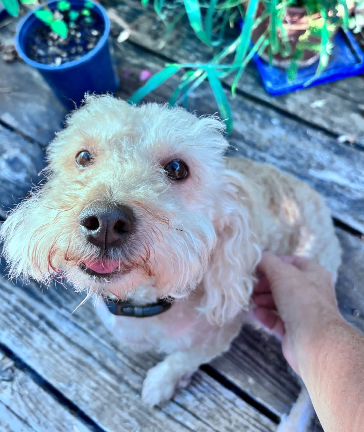 Caspian
