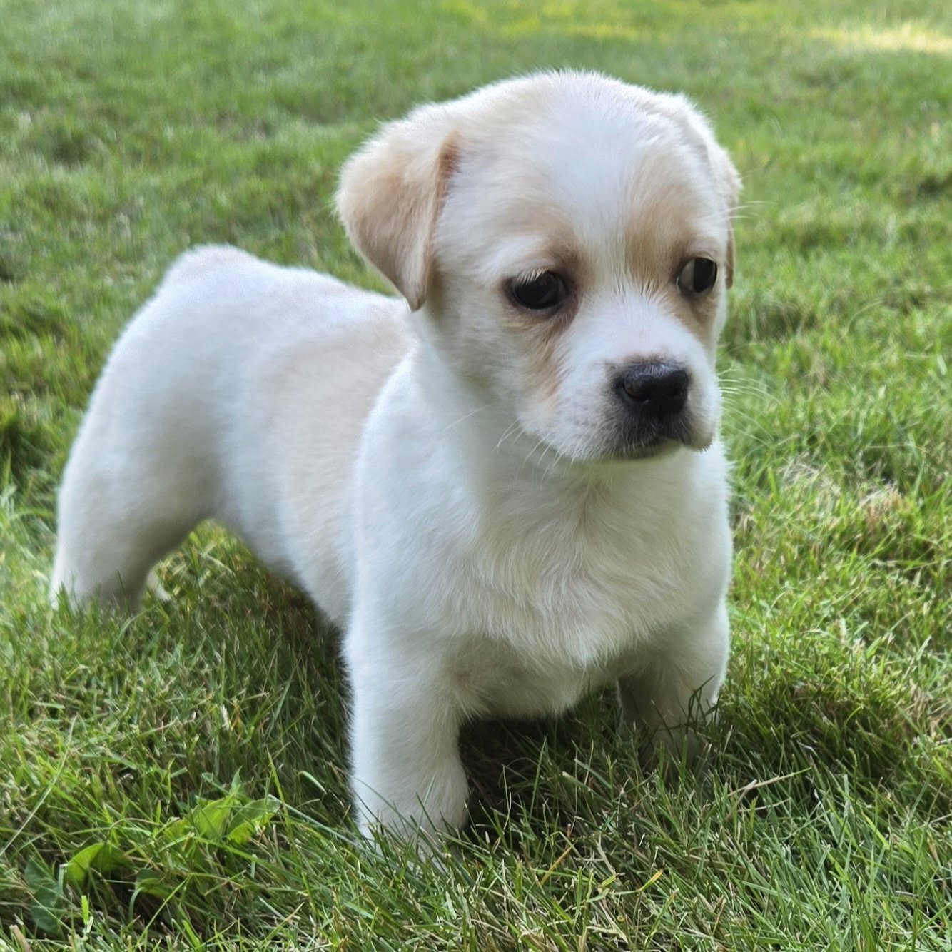Ted Lasso Litter