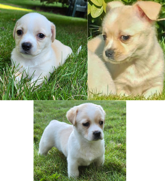 Ted Lasso Litter
