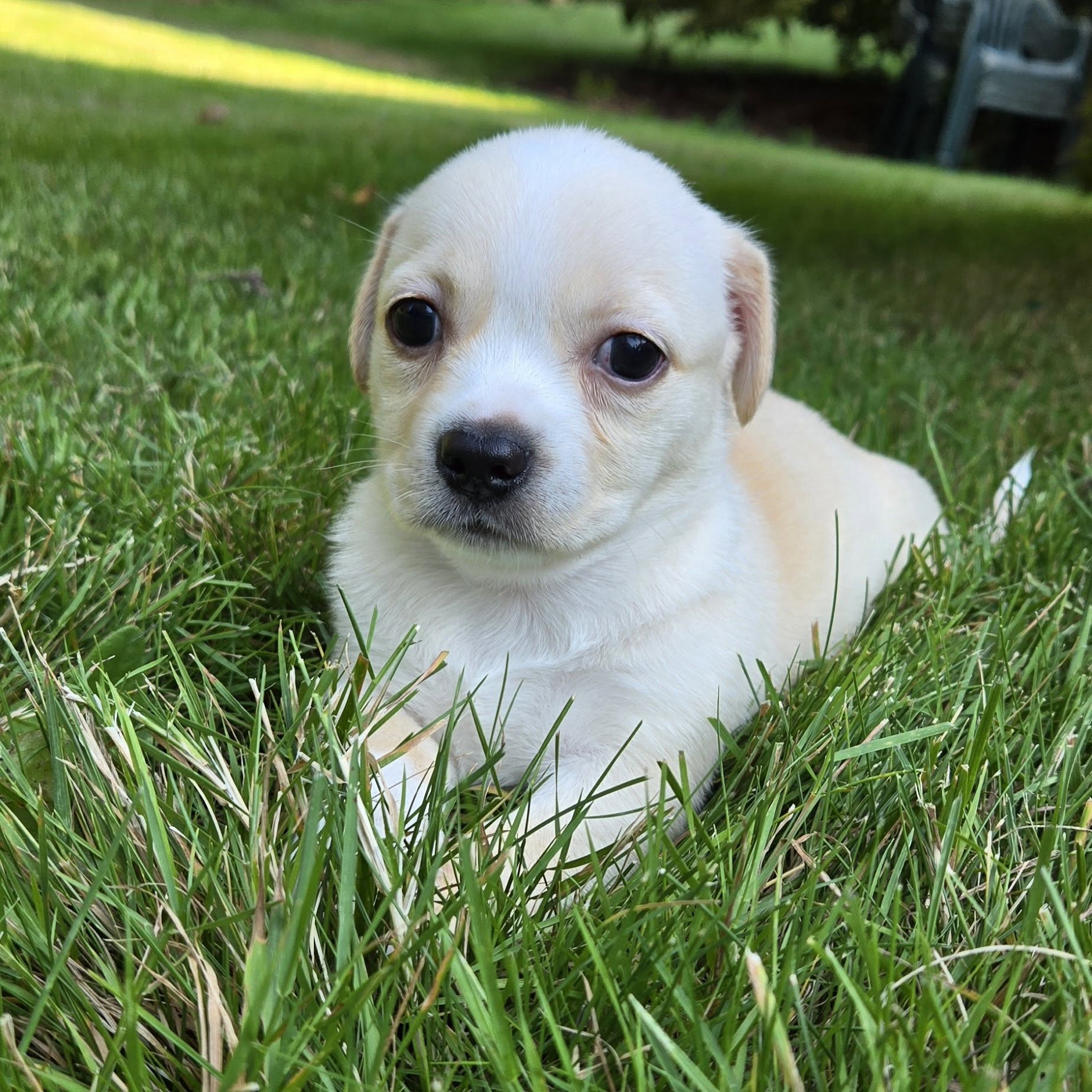 Ted Lasso Litter