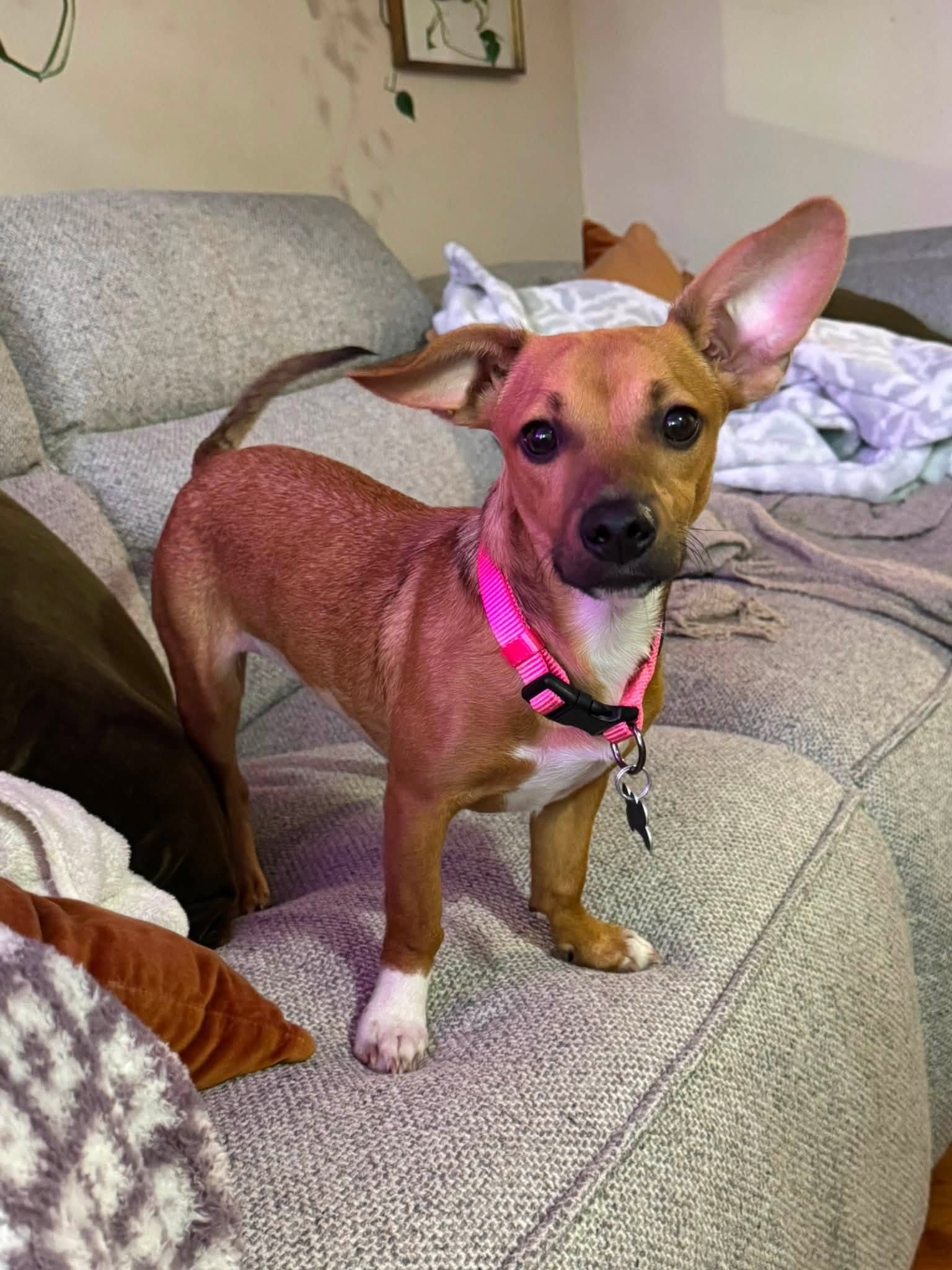 Bella