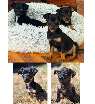 T-Pups