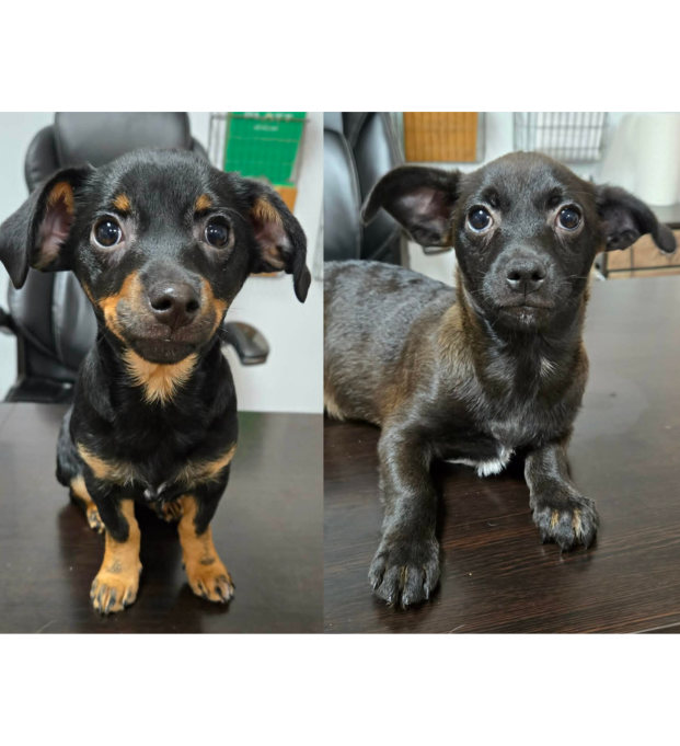 T-Pups