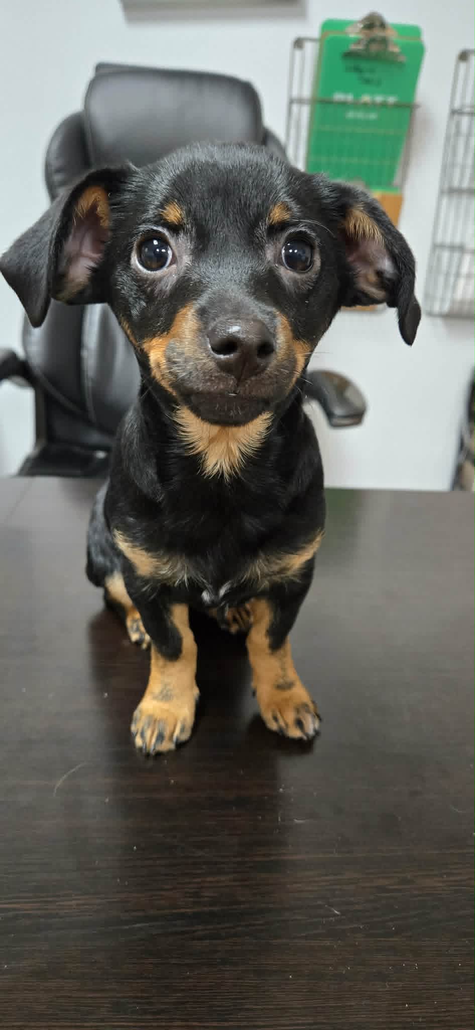 T-Pups