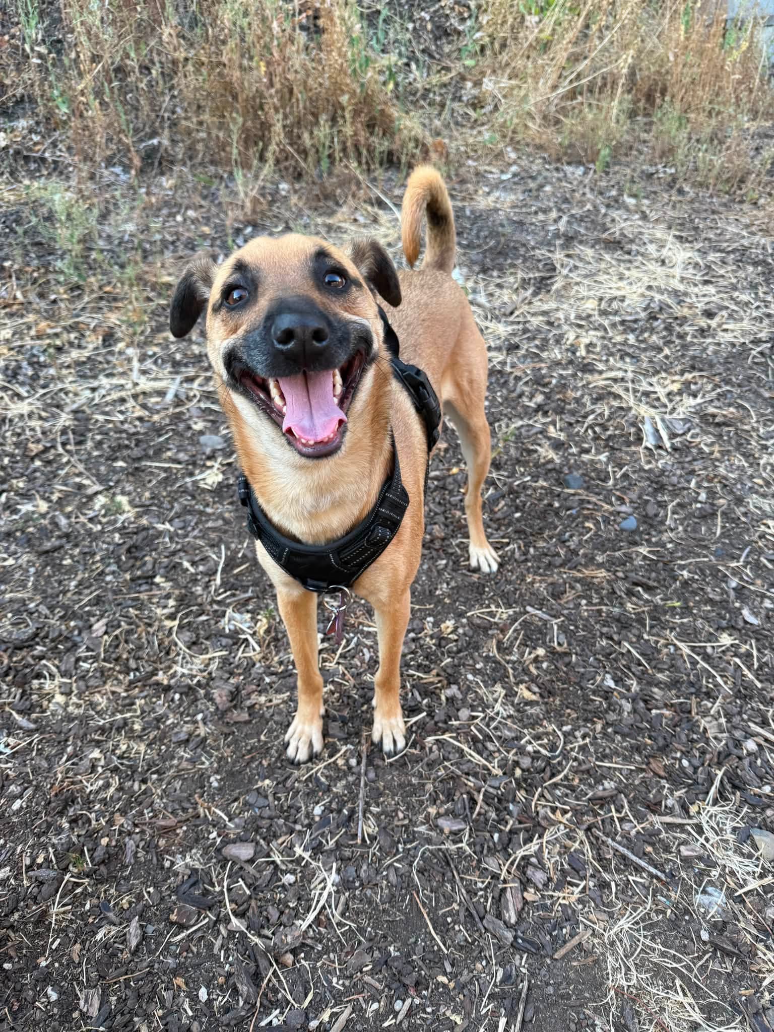 Nutmeg