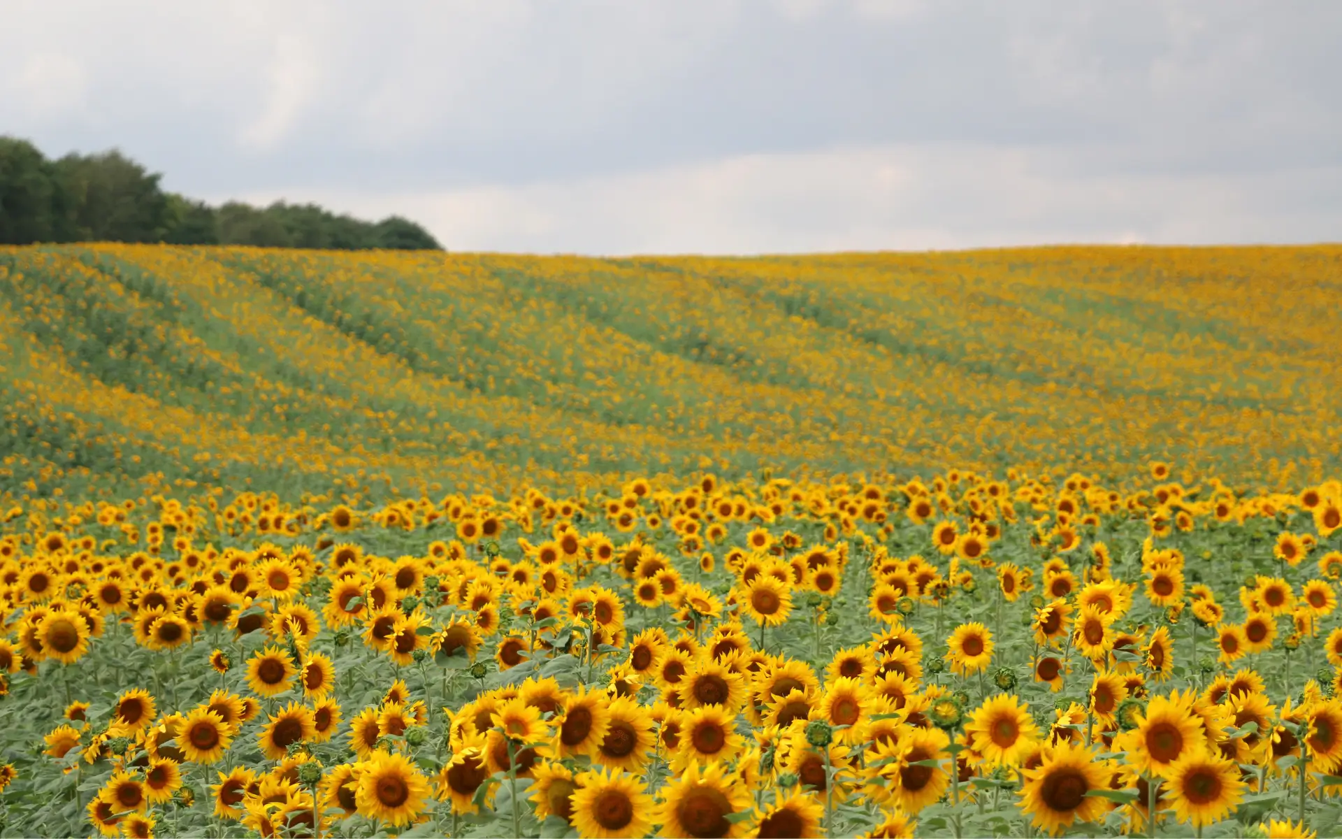 A field of sunflowers, marking Awareness Days & Cultural Calendar For August 2026