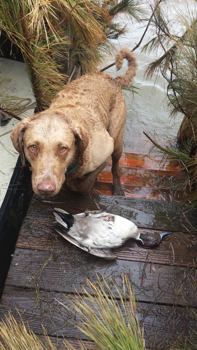 Dog in duck blind