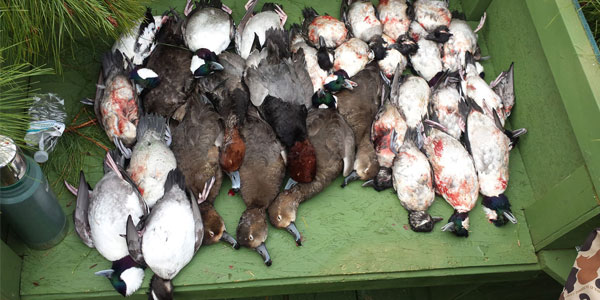 Variety of ducks
