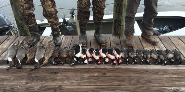 Variety of ducks