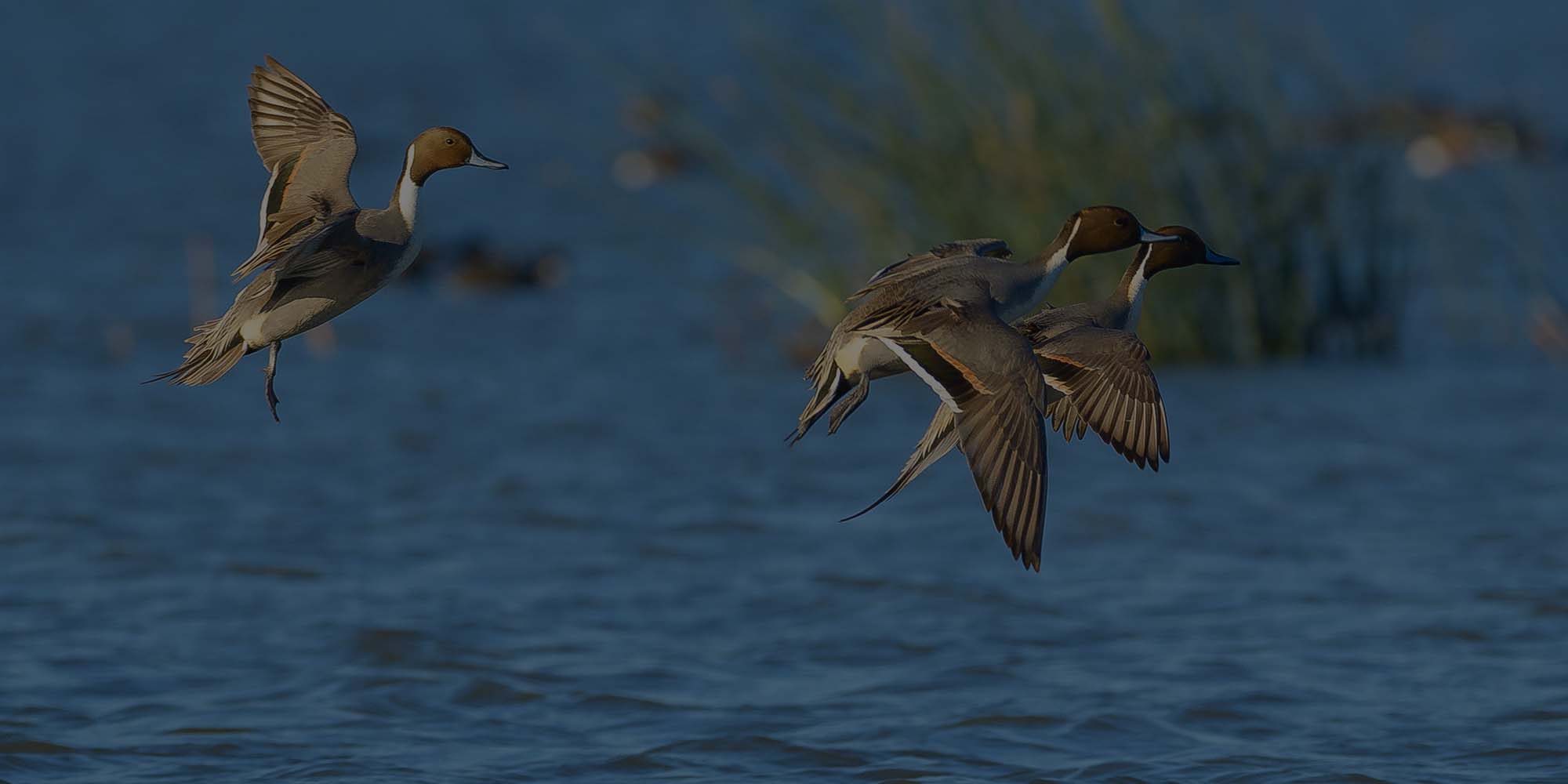 Ducks cupping