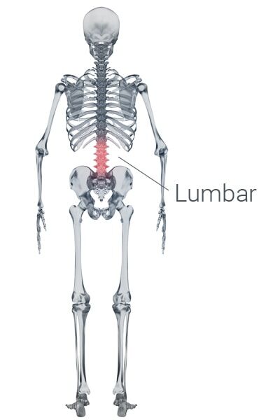 Skeleton showing lumbar spine highlighted.