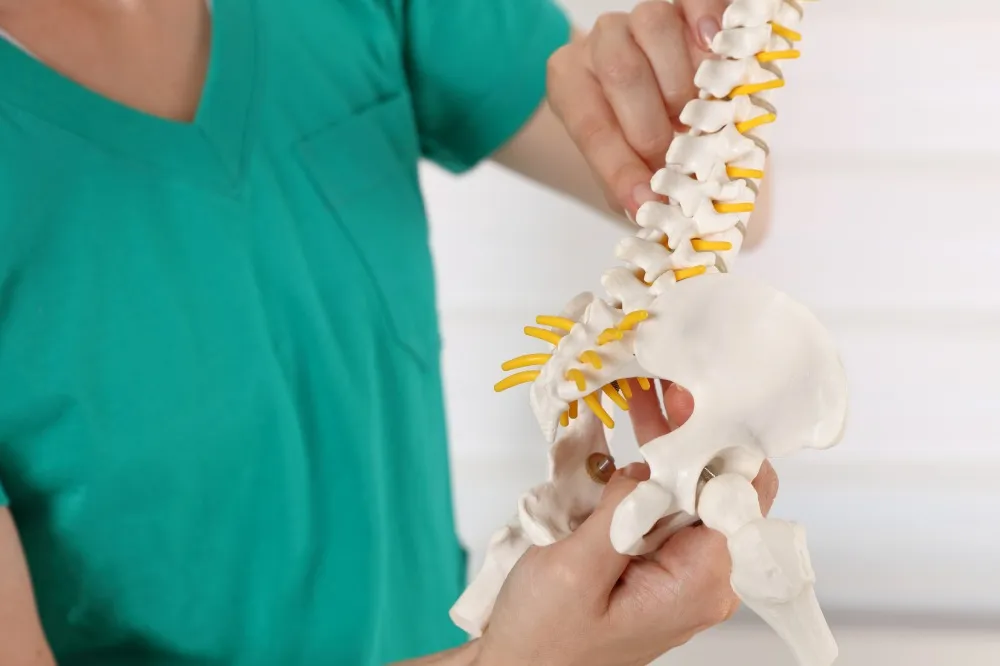 Doctor demonstrating spine model.