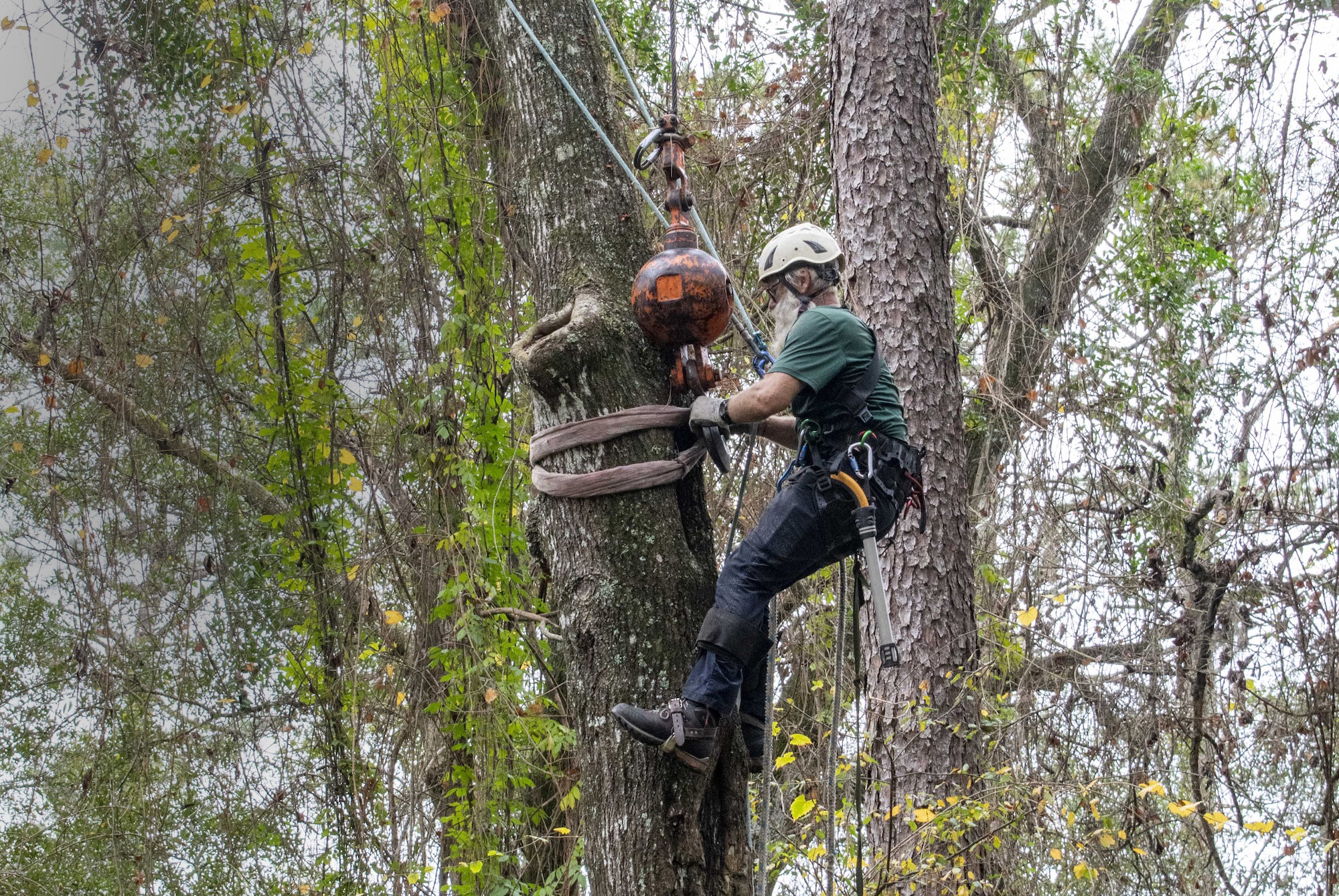Cricket's Tree Service, Inc. work site