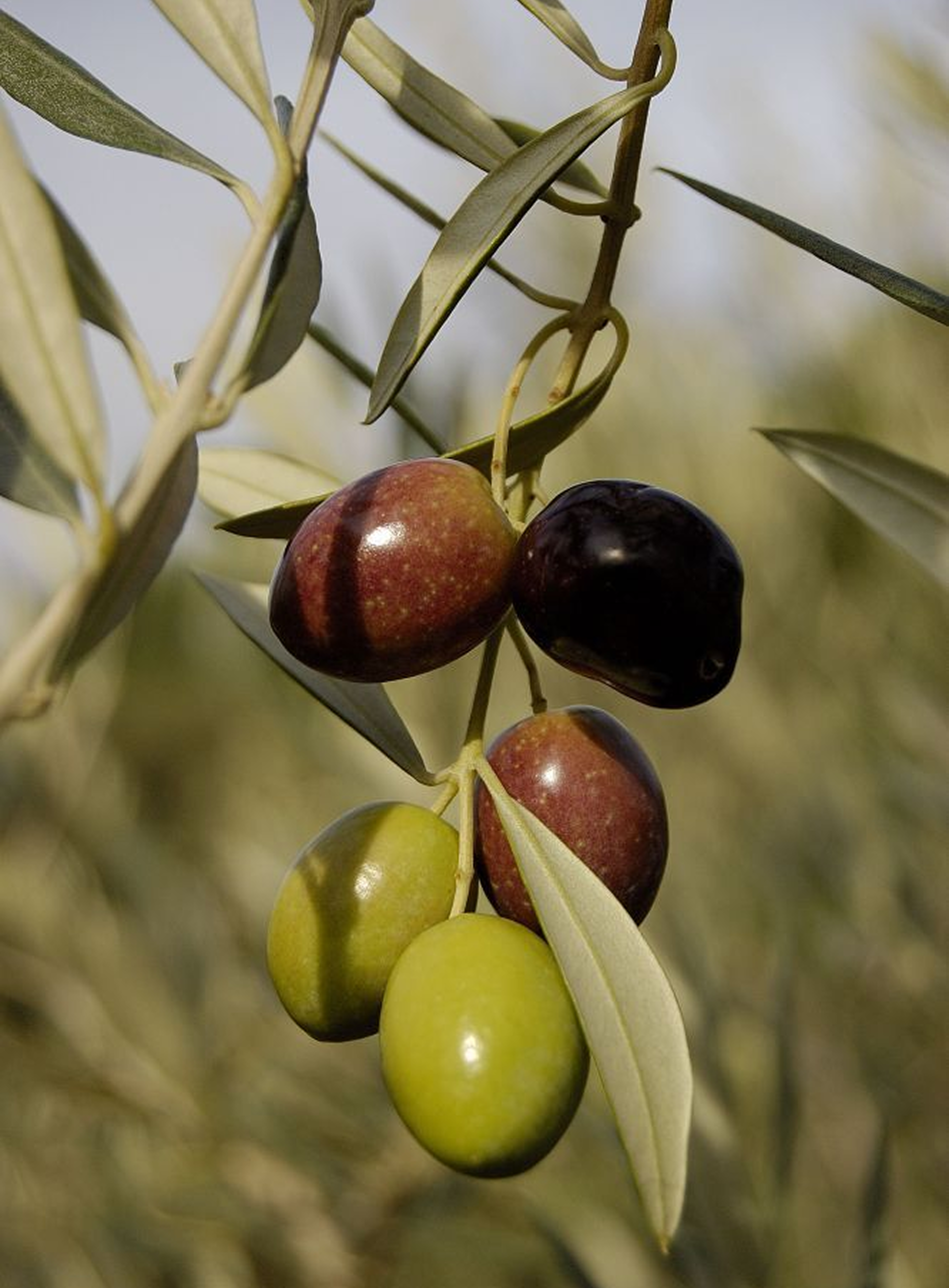 Learning More About The Living Craft of Olive Oil