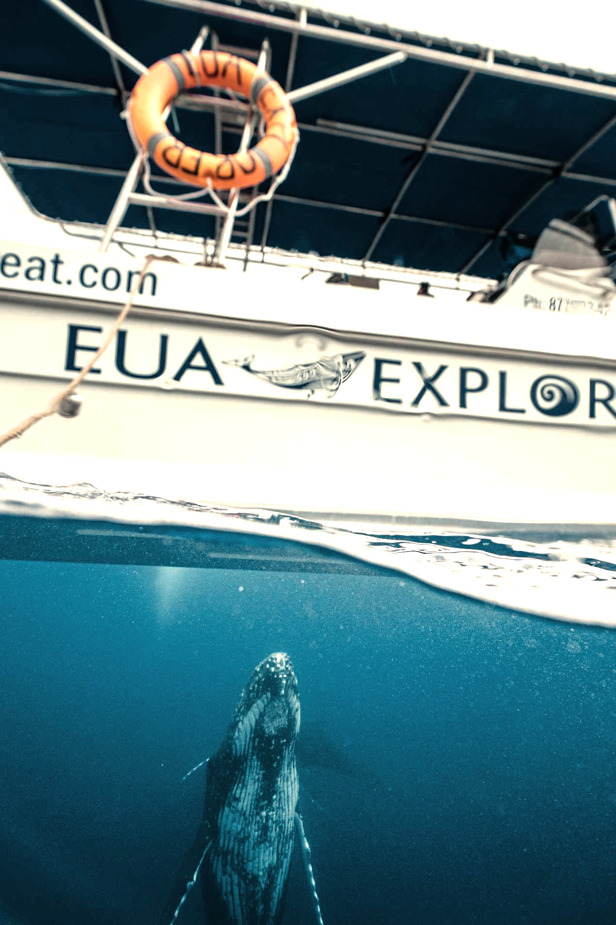 Humpback whale under a boat in Tonga 